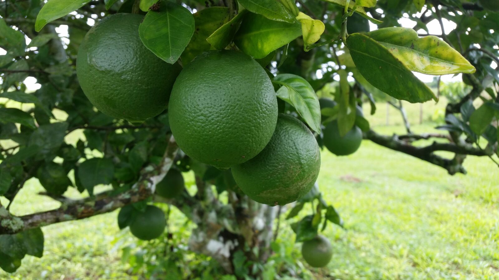 Samsung Galaxy S5 sample photo. Oranges, green, tree photography