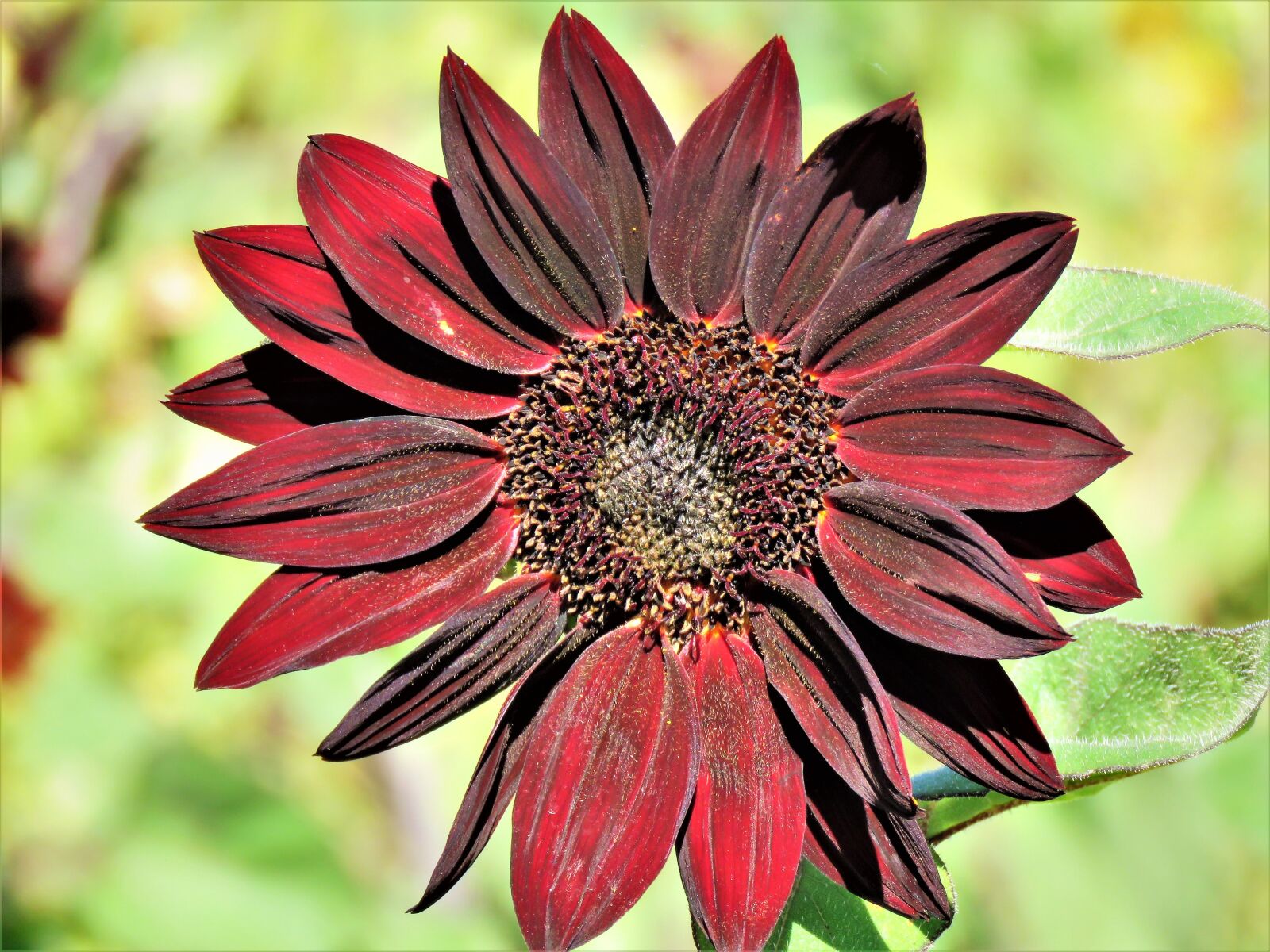 Canon PowerShot SX60 HS sample photo. Flower, cherry, brown photography