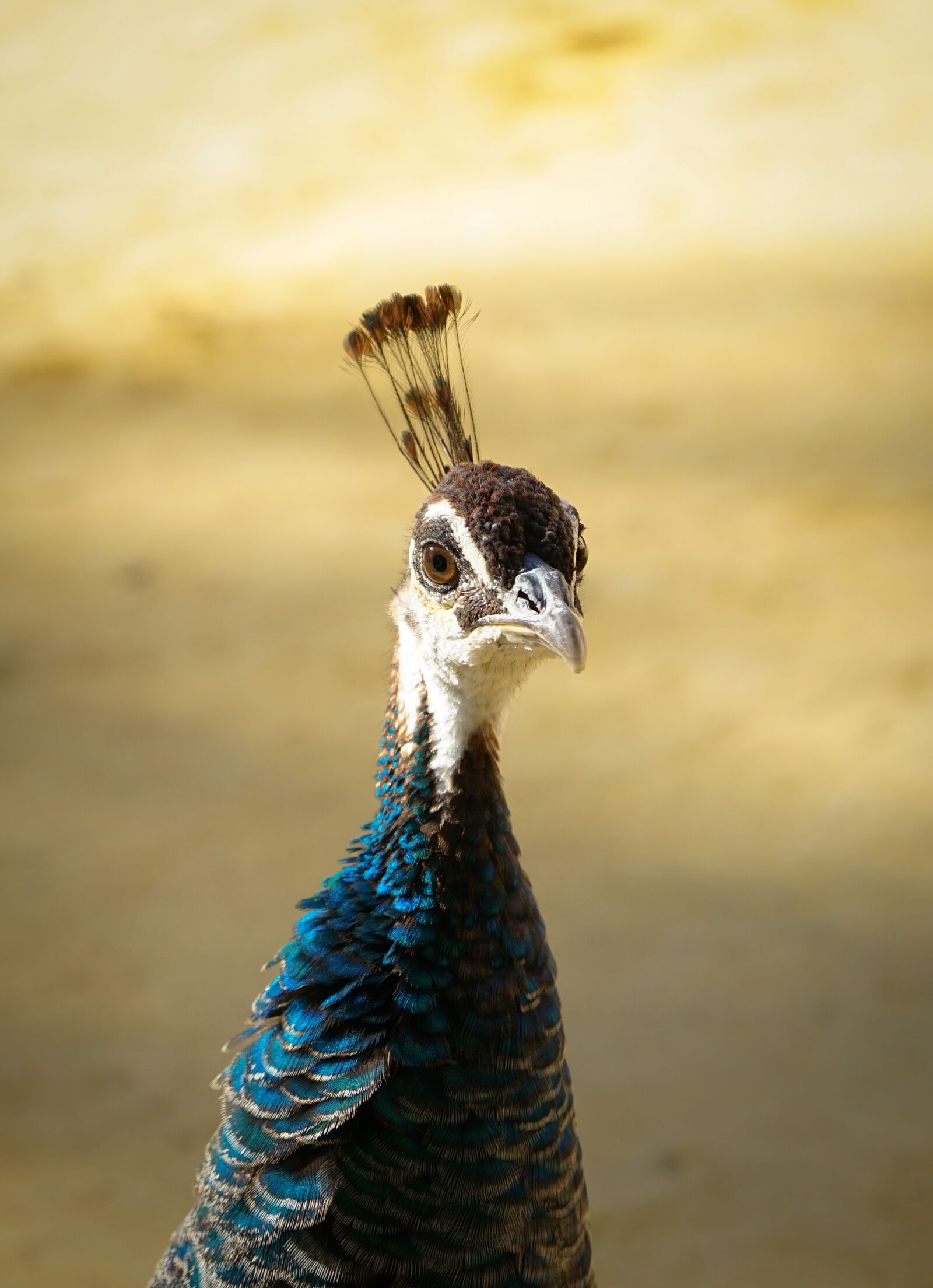 Sony a7 II + Sony FE 28-70mm F3.5-5.6 OSS sample photo. Peacock, new, animal photography