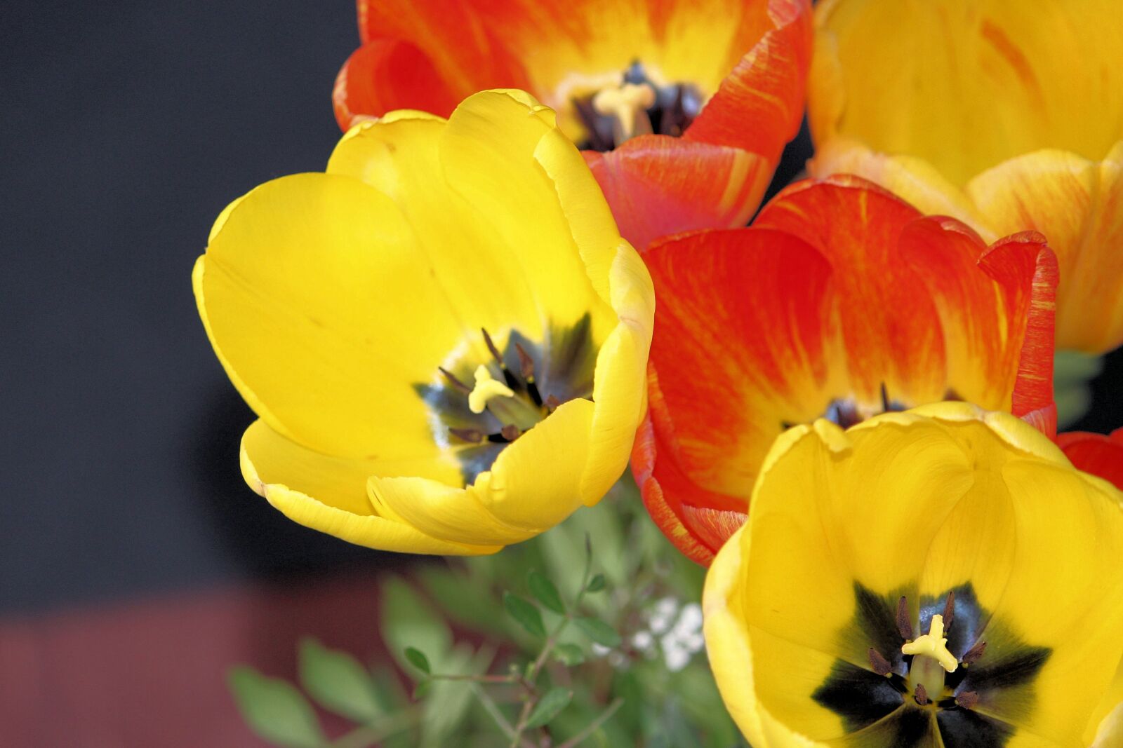 Canon EF-S 55-250mm F4-5.6 IS II sample photo. Tulips, bouquet, spring photography