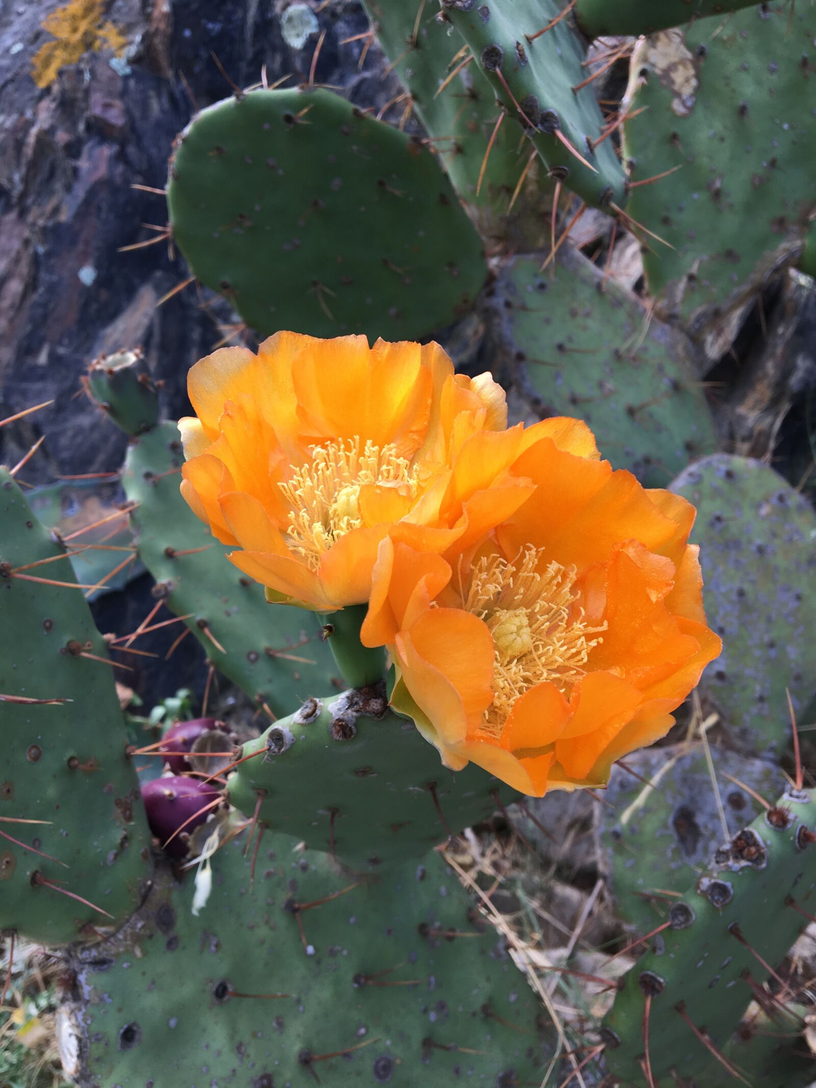 Apple iPhone 6s sample photo. Cactus, plant, flowers photography