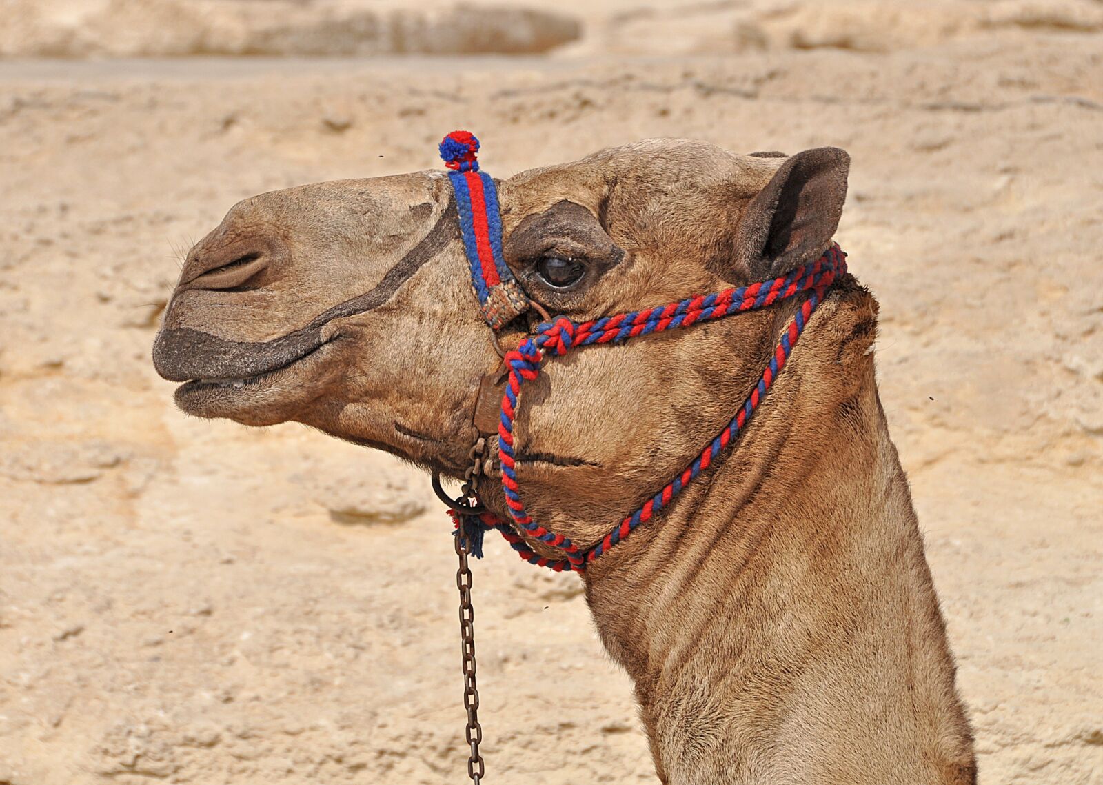 Nikon D5000 sample photo. Camel, egypt, desert photography