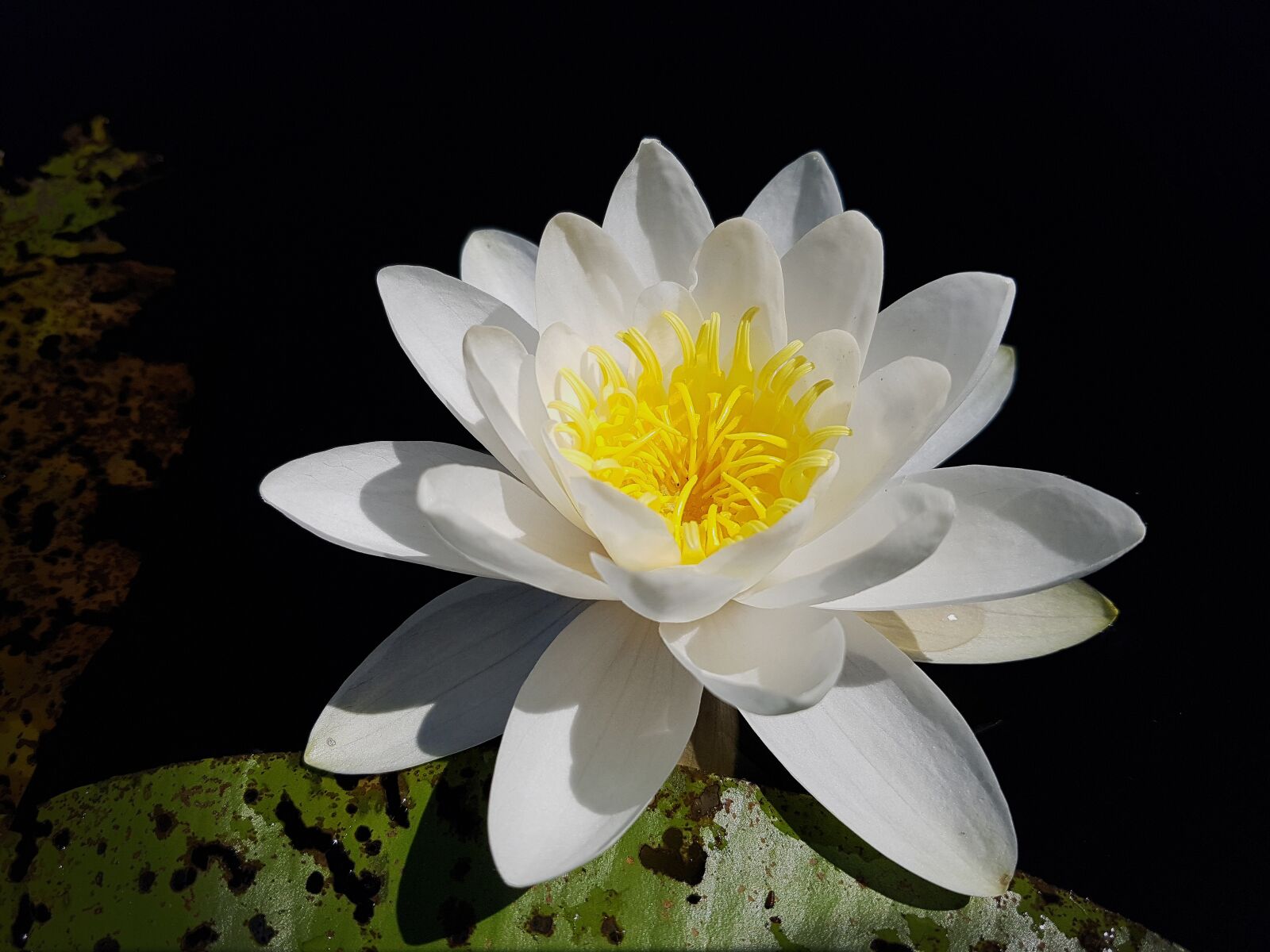 Samsung Galaxy S7 Edge sample photo. Water lily, nymphaea, william photography