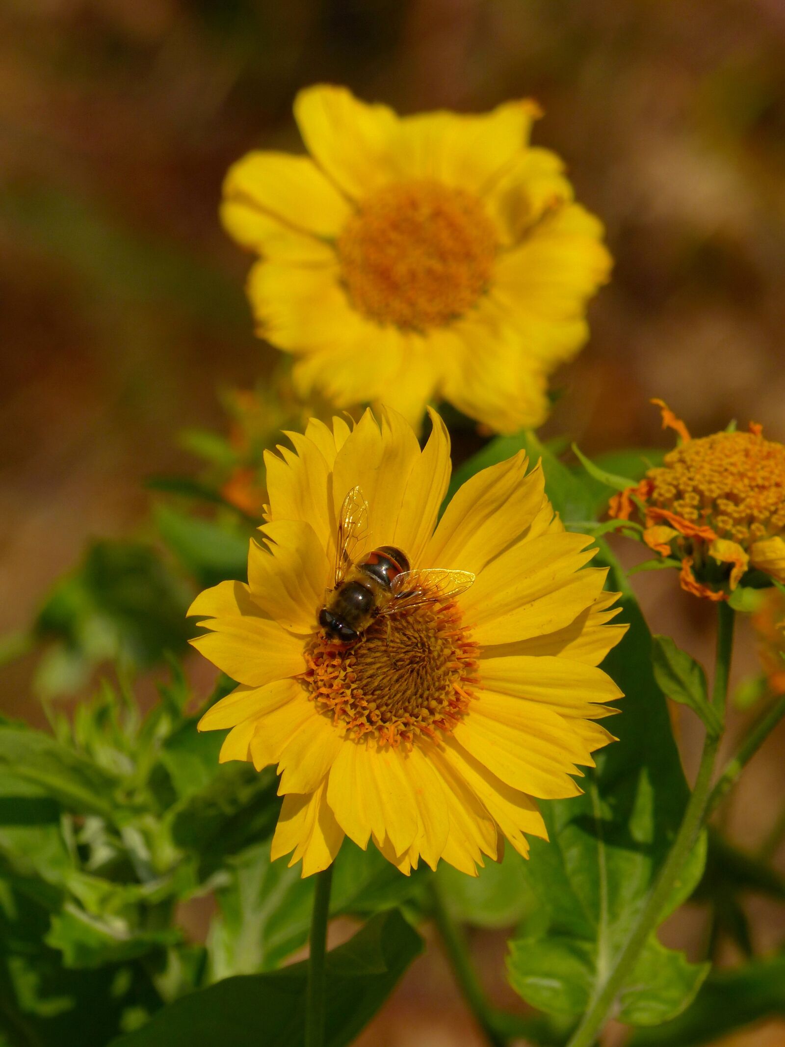 Panasonic Lumix DMC-FZ200 sample photo. Bee, flower, insect photography