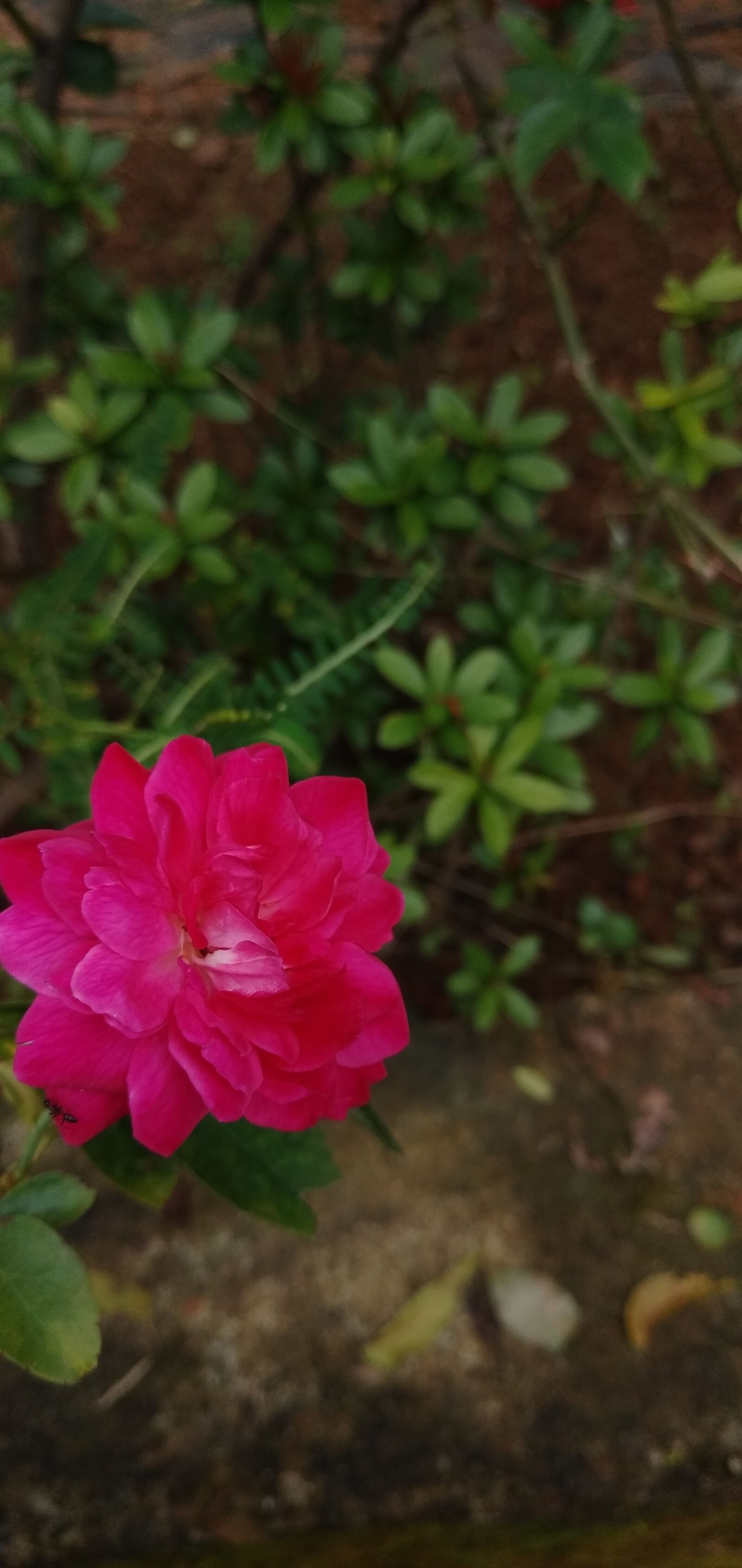 Xiaomi Redmi 8 sample photo. Rose, love, flower photography
