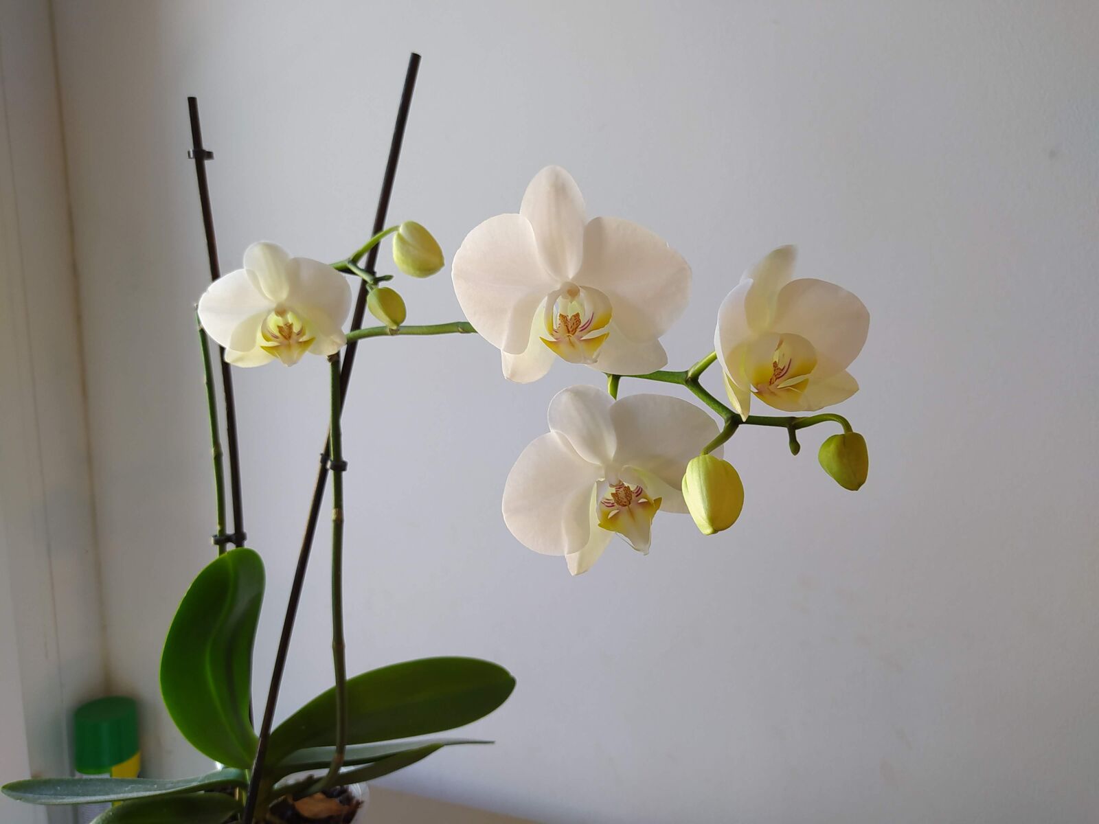 Xiaomi Redmi Note 8T sample photo. Orchidea, flowers, white photography