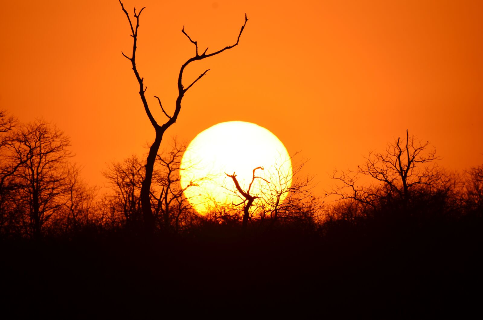 Nikon D7000 sample photo. Africa, sunset, tree photography