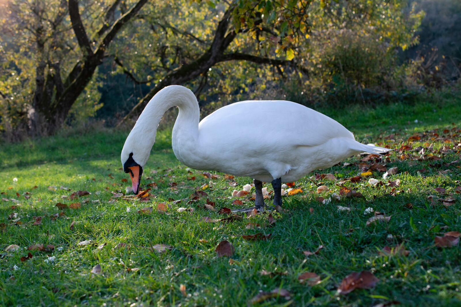 Nikon D5300 sample photo. Mute swan, swan, ducks photography