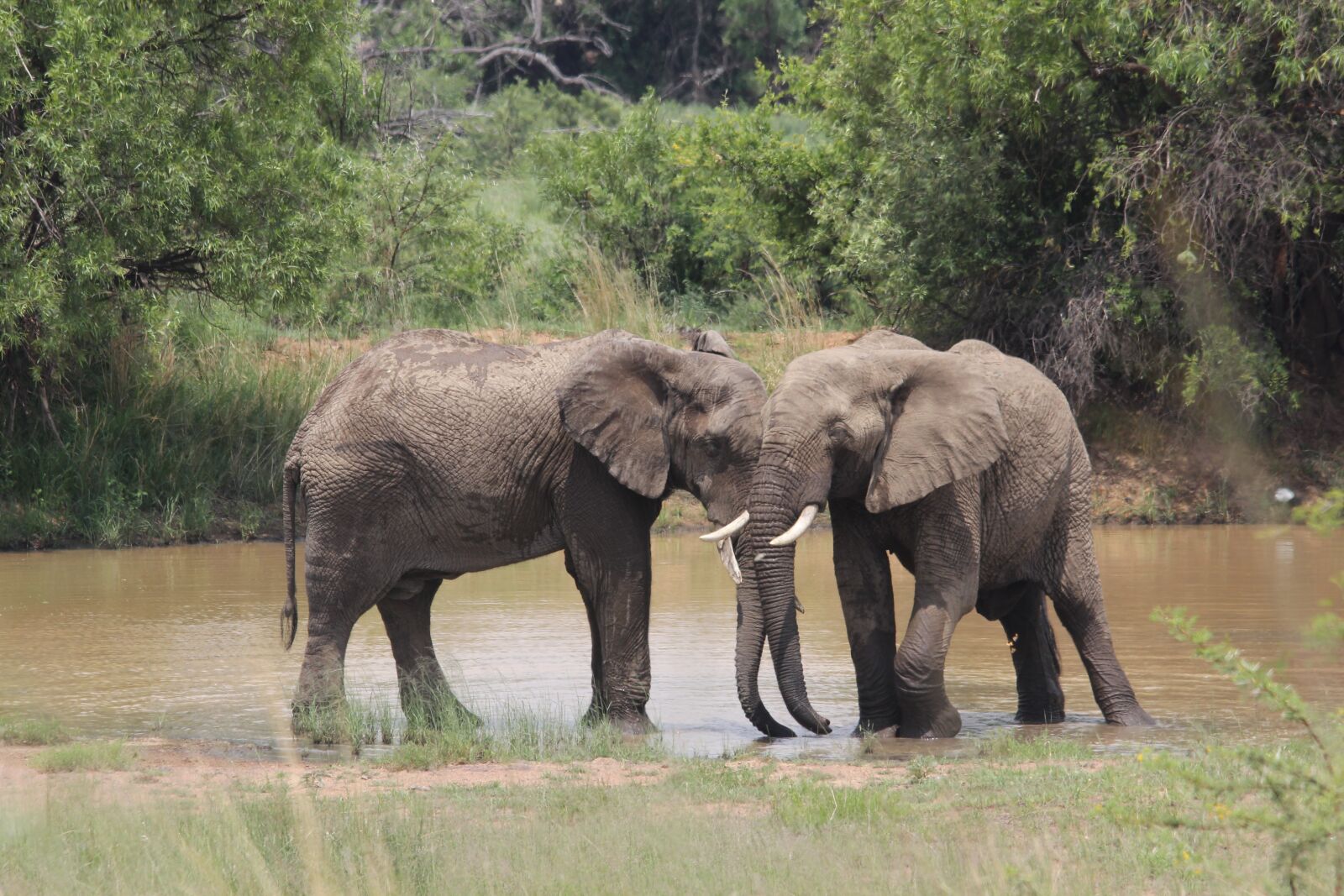 Canon EOS 60D sample photo. African, elephants, mating photography