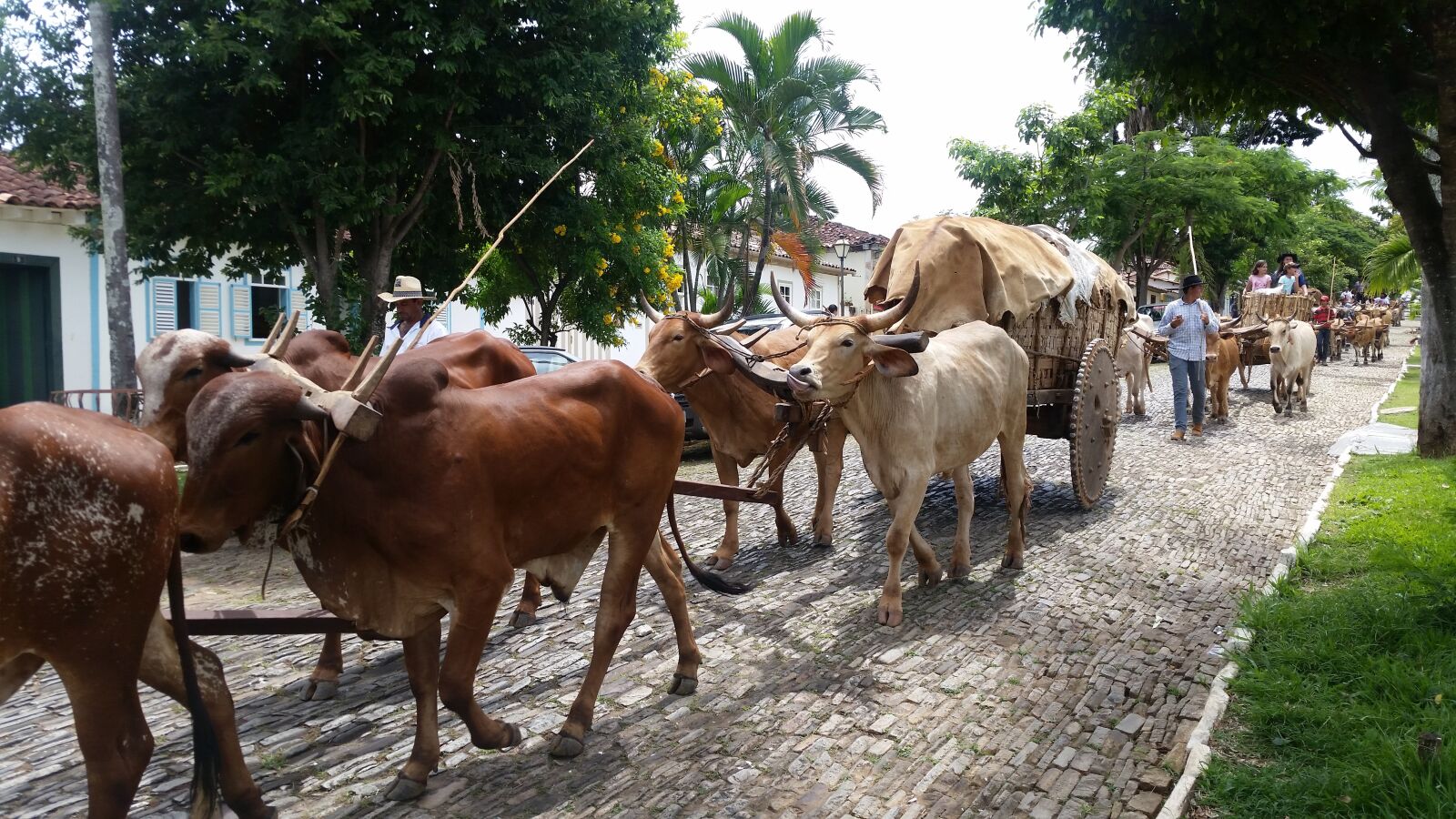 Samsung Galaxy S5 sample photo. Oxcart, piren polis, goi photography