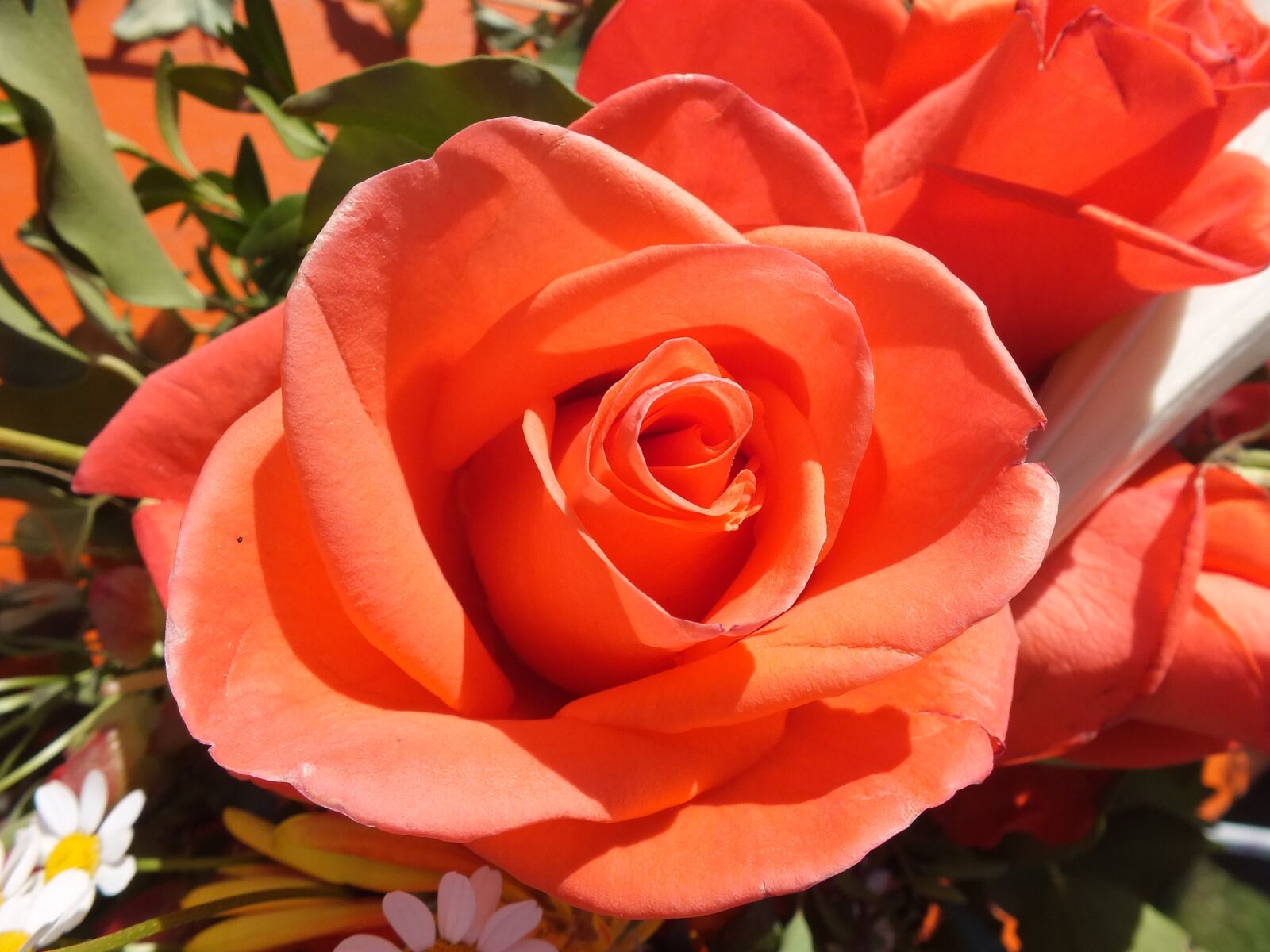 FujiFilm FinePix HS20 EXR (FinePix HS22 EXR) sample photo. Rose, orange, red photography