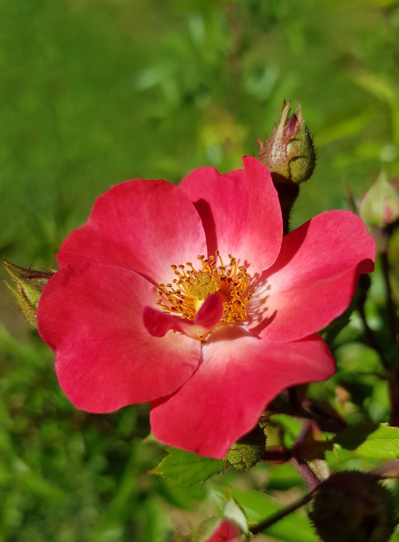 Samsung SM-G955F sample photo. Flower, petals, buds photography