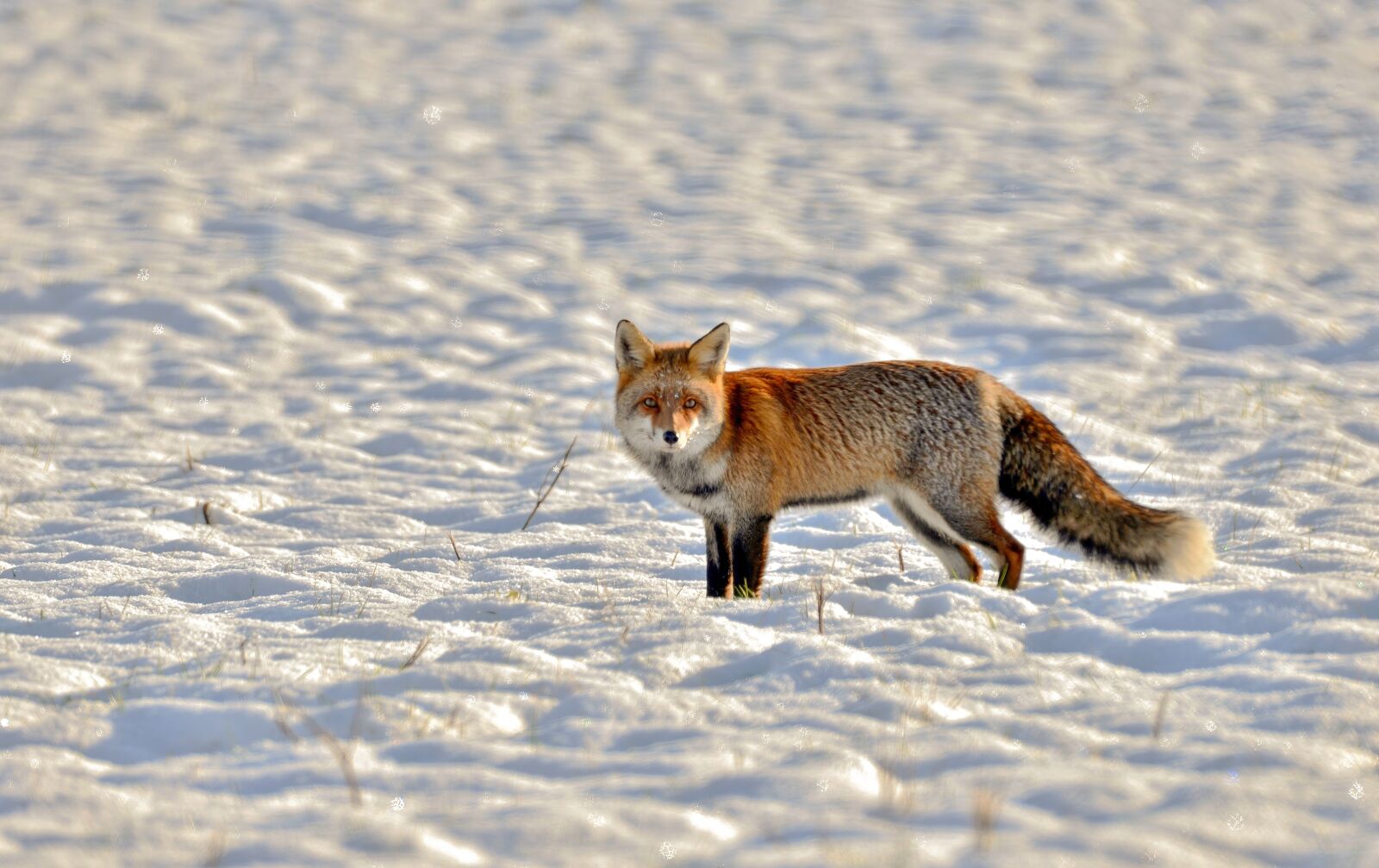 Nikon D600 sample photo. Fox, predator, wild photography