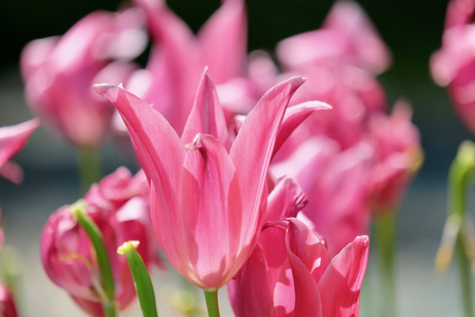 Fujifilm XF 55-200mm F3.5-4.8 R LM OIS sample photo. Flower, pink, blooming photography
