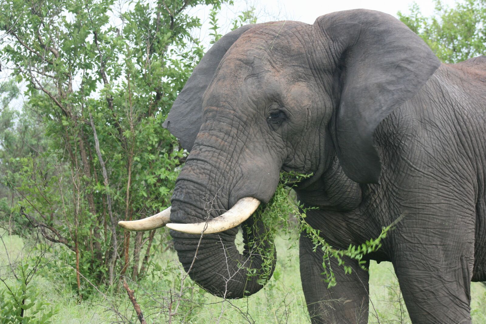 Canon EOS 400D (EOS Digital Rebel XTi / EOS Kiss Digital X) sample photo. African, elephant, landscape photography