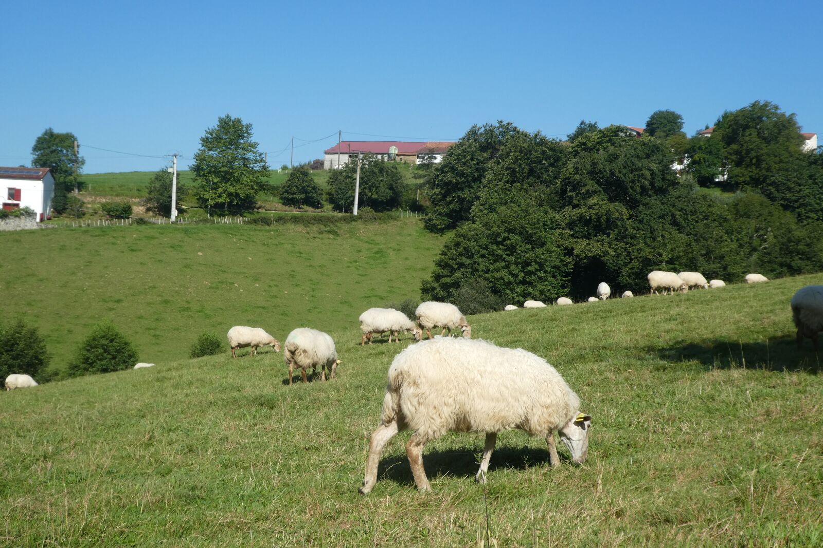 Panasonic DMC-TZ82 sample photo. Sheep, lawn, prairie photography