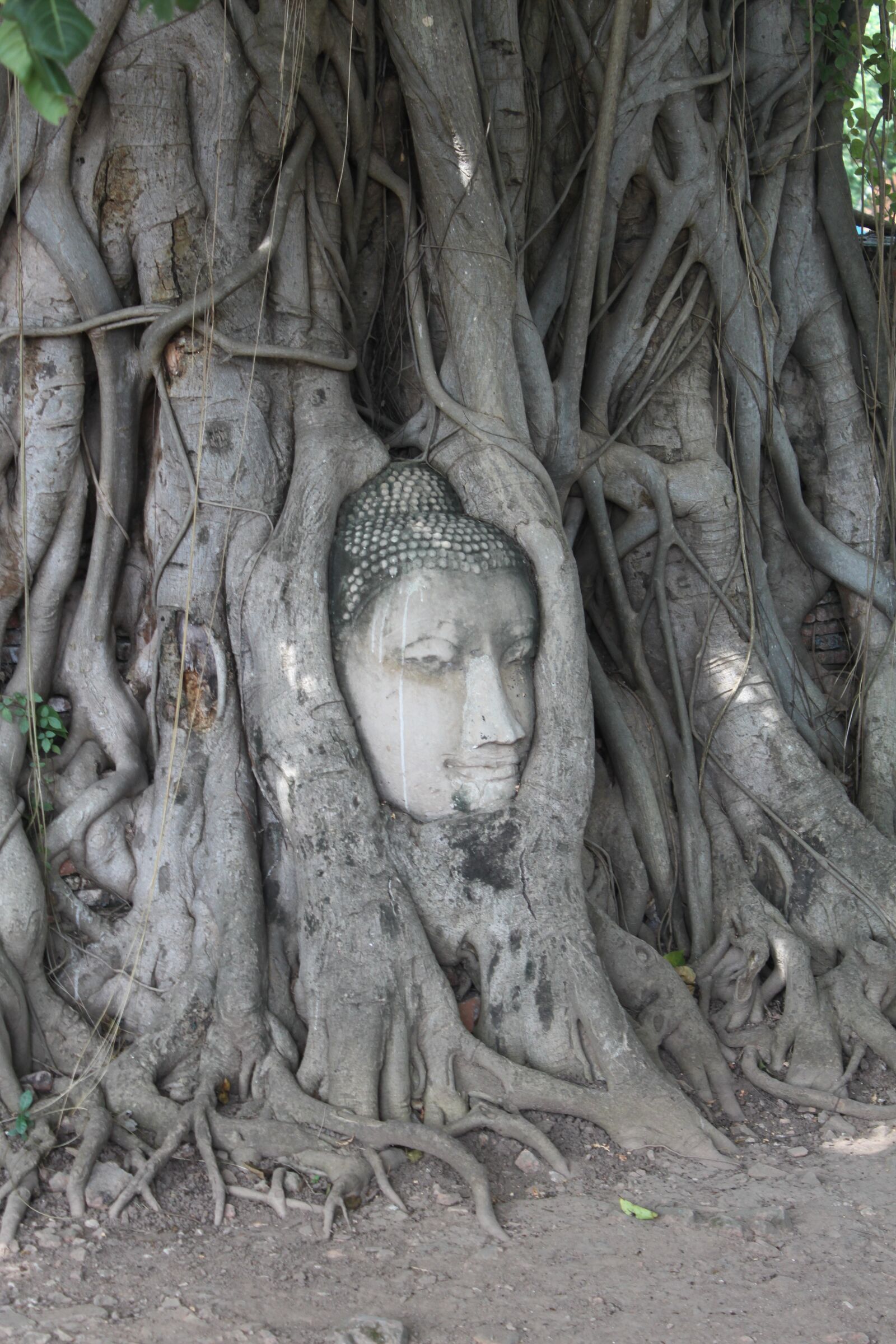 Canon EOS 500D (EOS Rebel T1i / EOS Kiss X3) sample photo. Tree, buddha, thailand photography