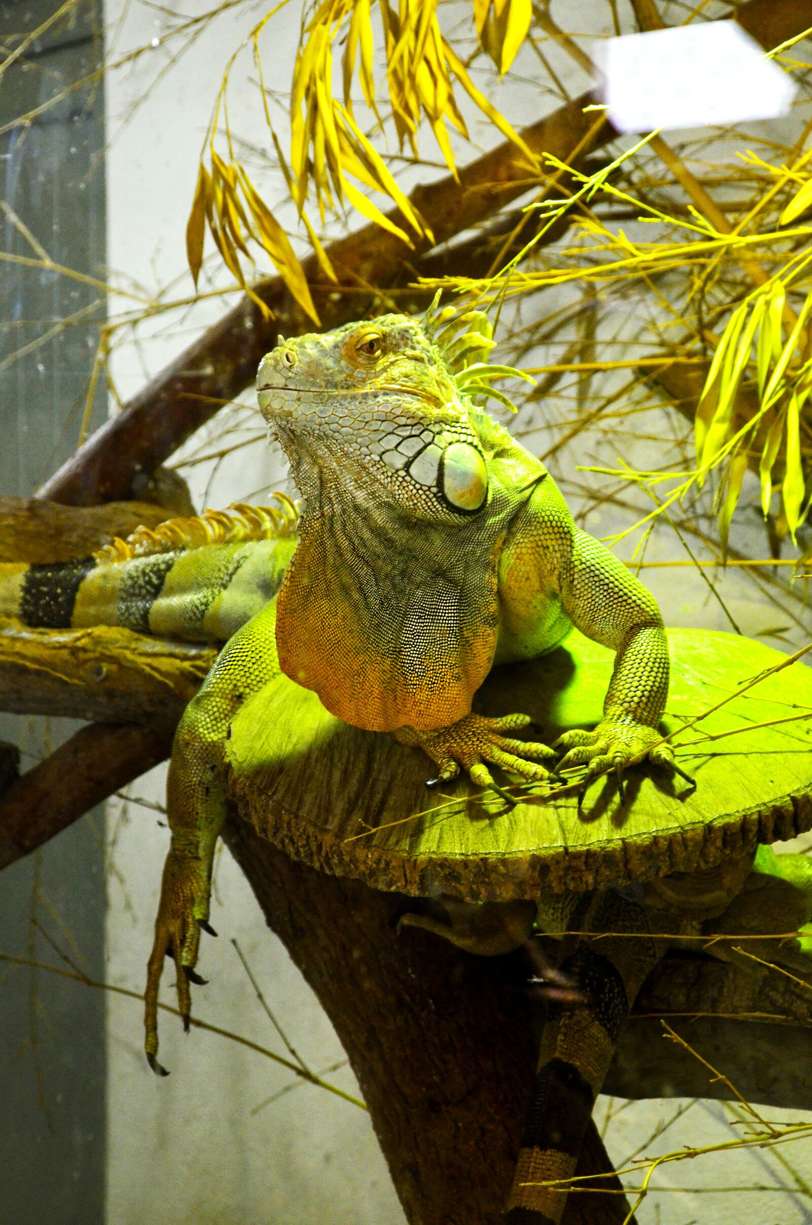 Nikon D5100 sample photo. Iguana, reptile, lizard photography