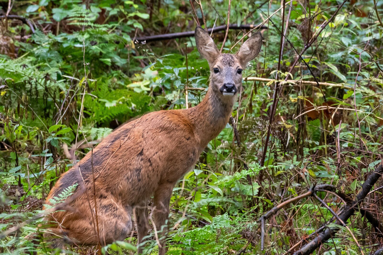 Nikon D500 sample photo. Wildlife, deer, peeing photography