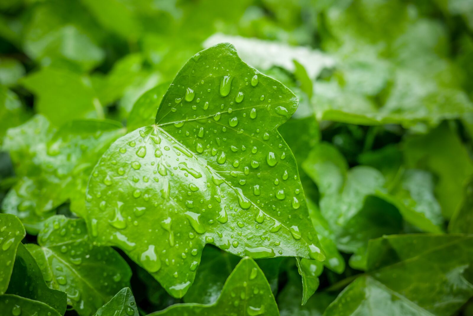 Panasonic Lumix DMC-GX85 (Lumix DMC-GX80 / Lumix DMC-GX7 Mark II) + LUMIX G 20/F1.7 II sample photo. Foliage, drops, water photography