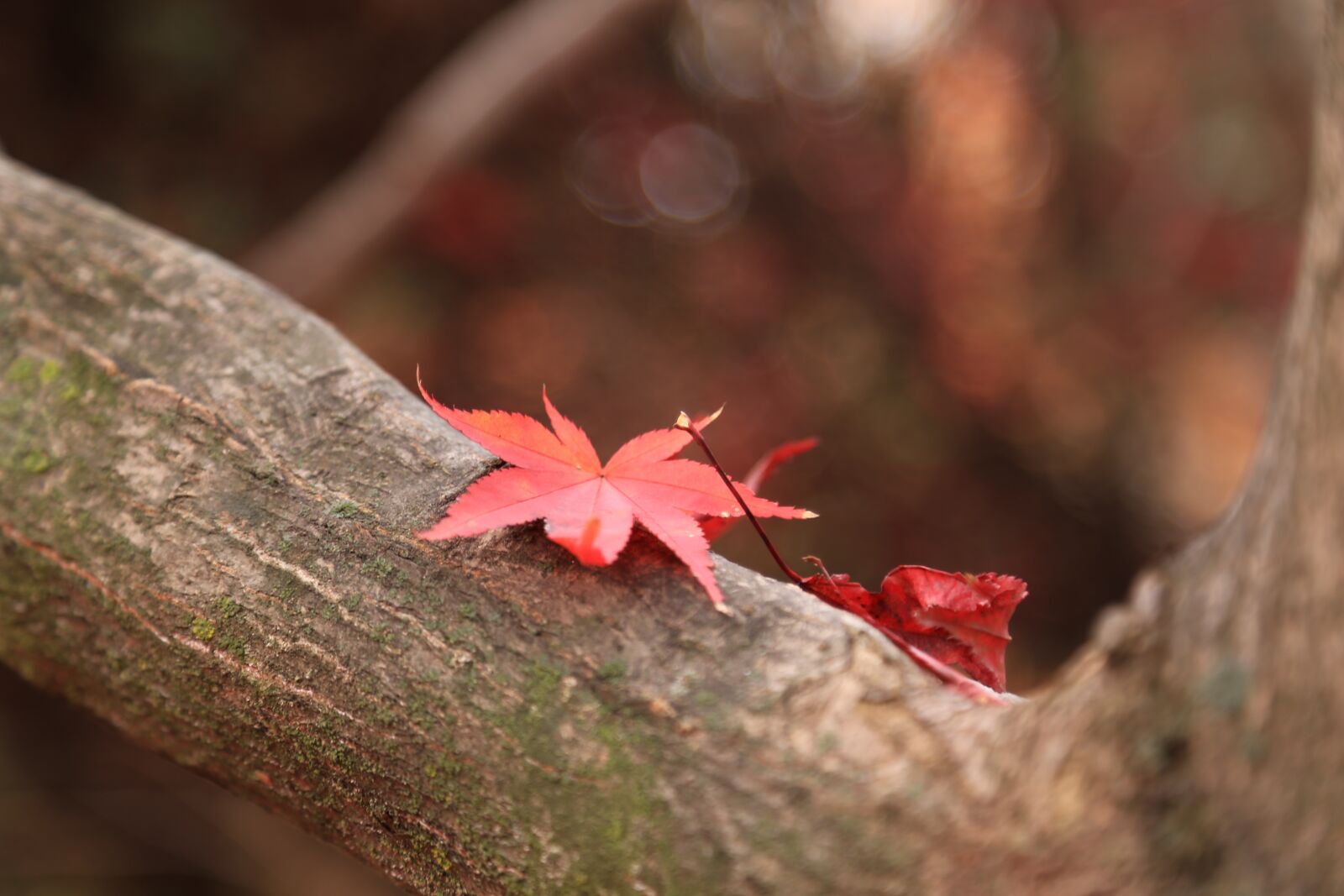 Canon EOS 6D + Canon EF 24-105mm F4L IS USM sample photo. Autumn leaves, maple leaf photography