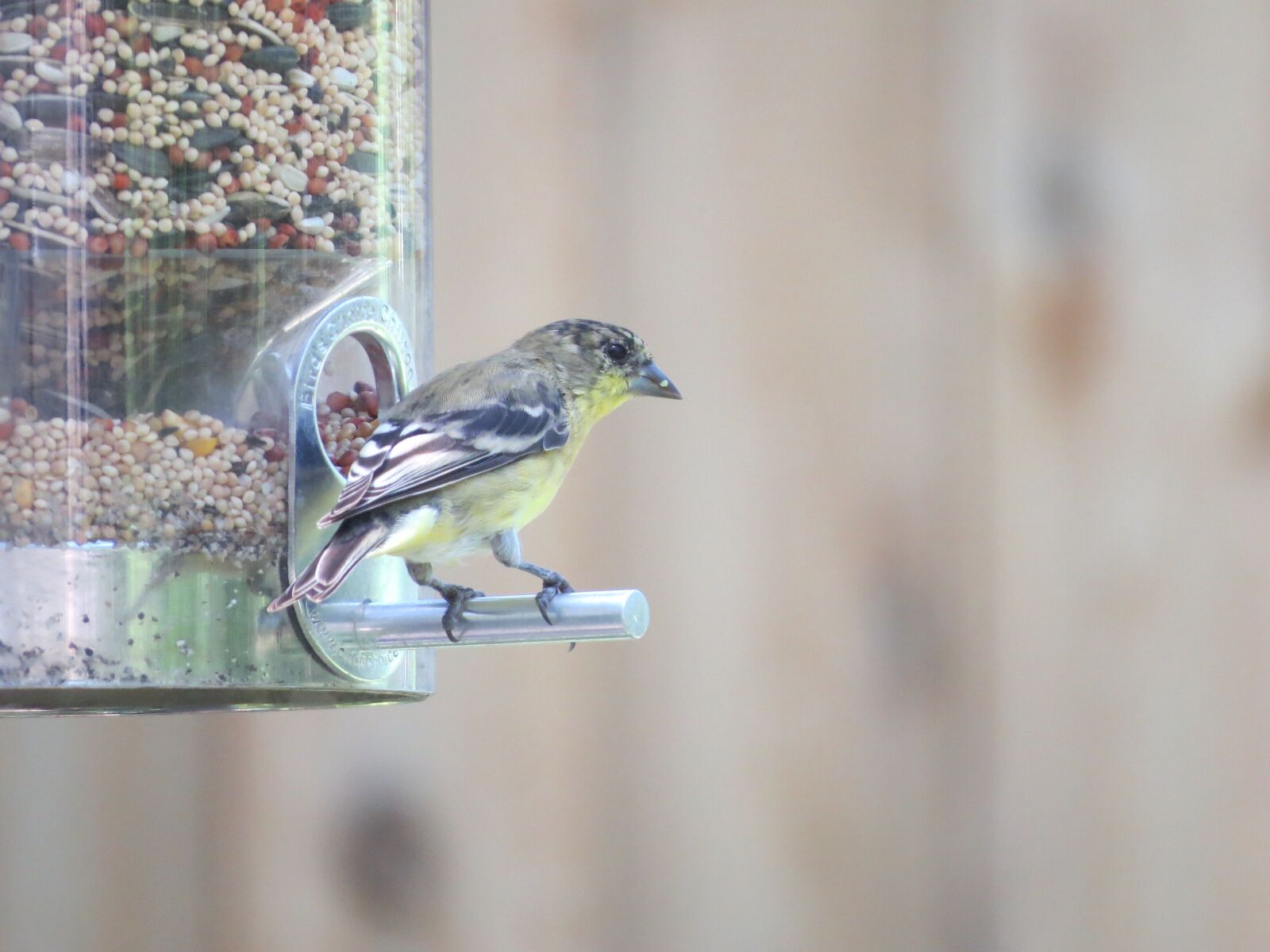Canon PowerShot SX50 HS sample photo. Bird, yellow and gray photography