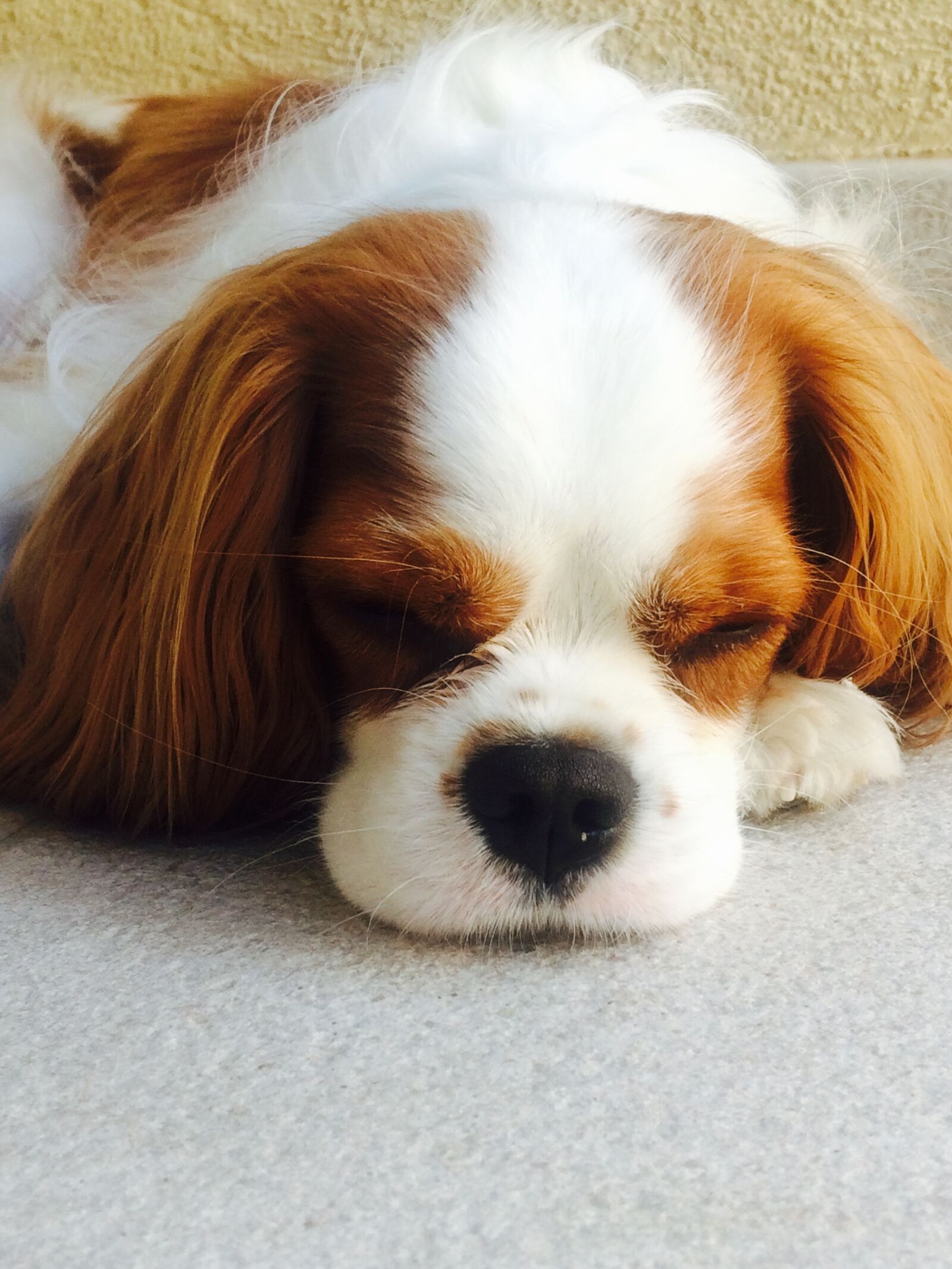 iPhone 5s back camera 4.15mm f/2.2 sample photo. Dog, cavalier, king photography