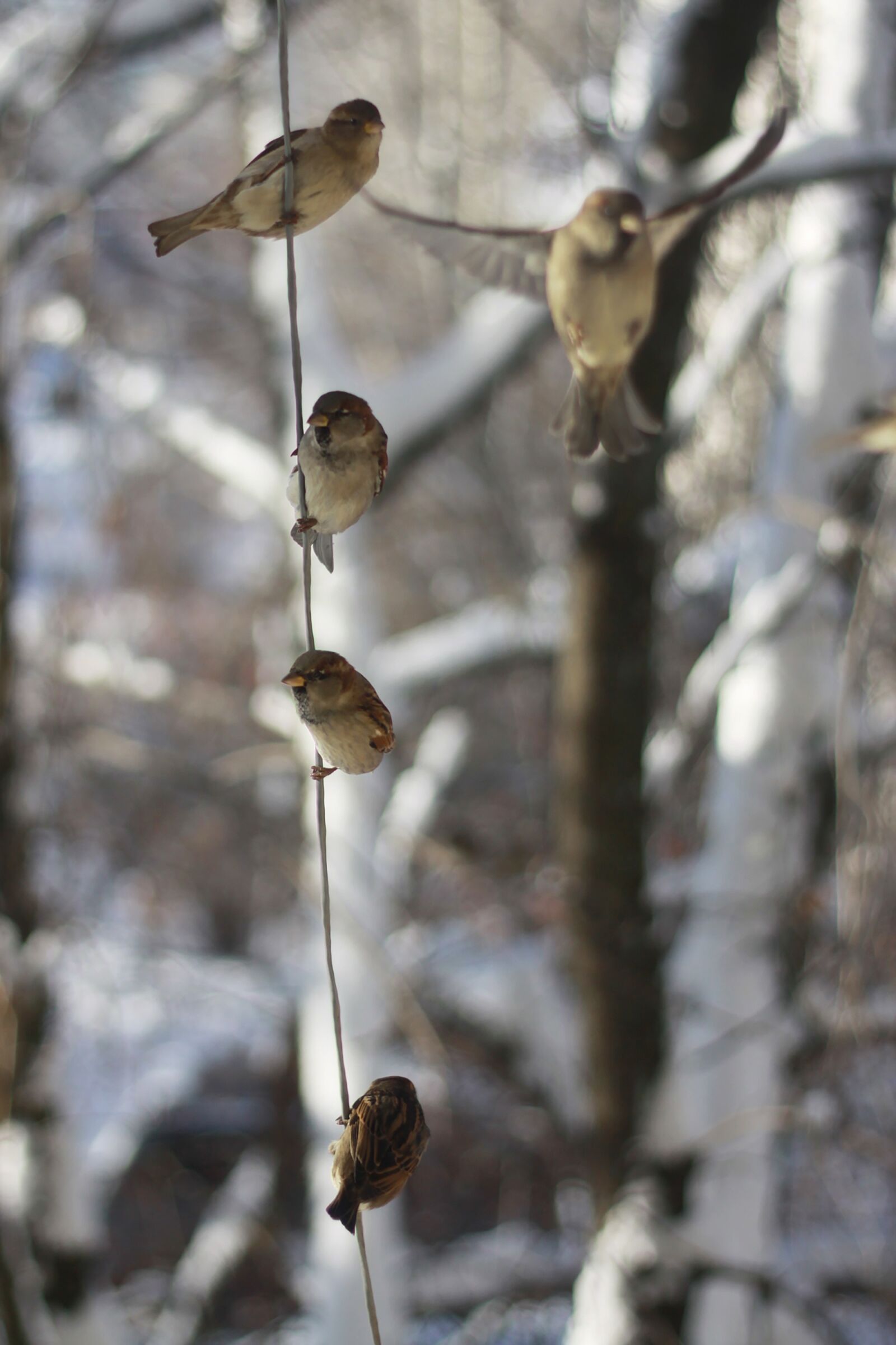 Canon EOS 50D sample photo. Sparrows, winter, russia photography