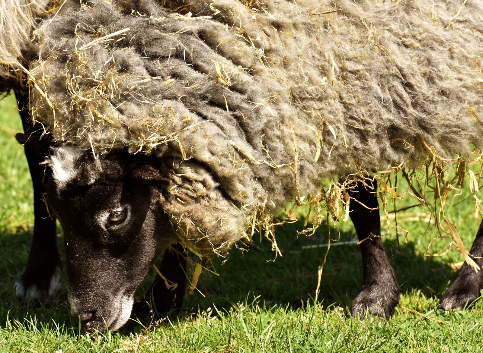 Nikon D7200 sample photo. Sheep, wool, animal photography