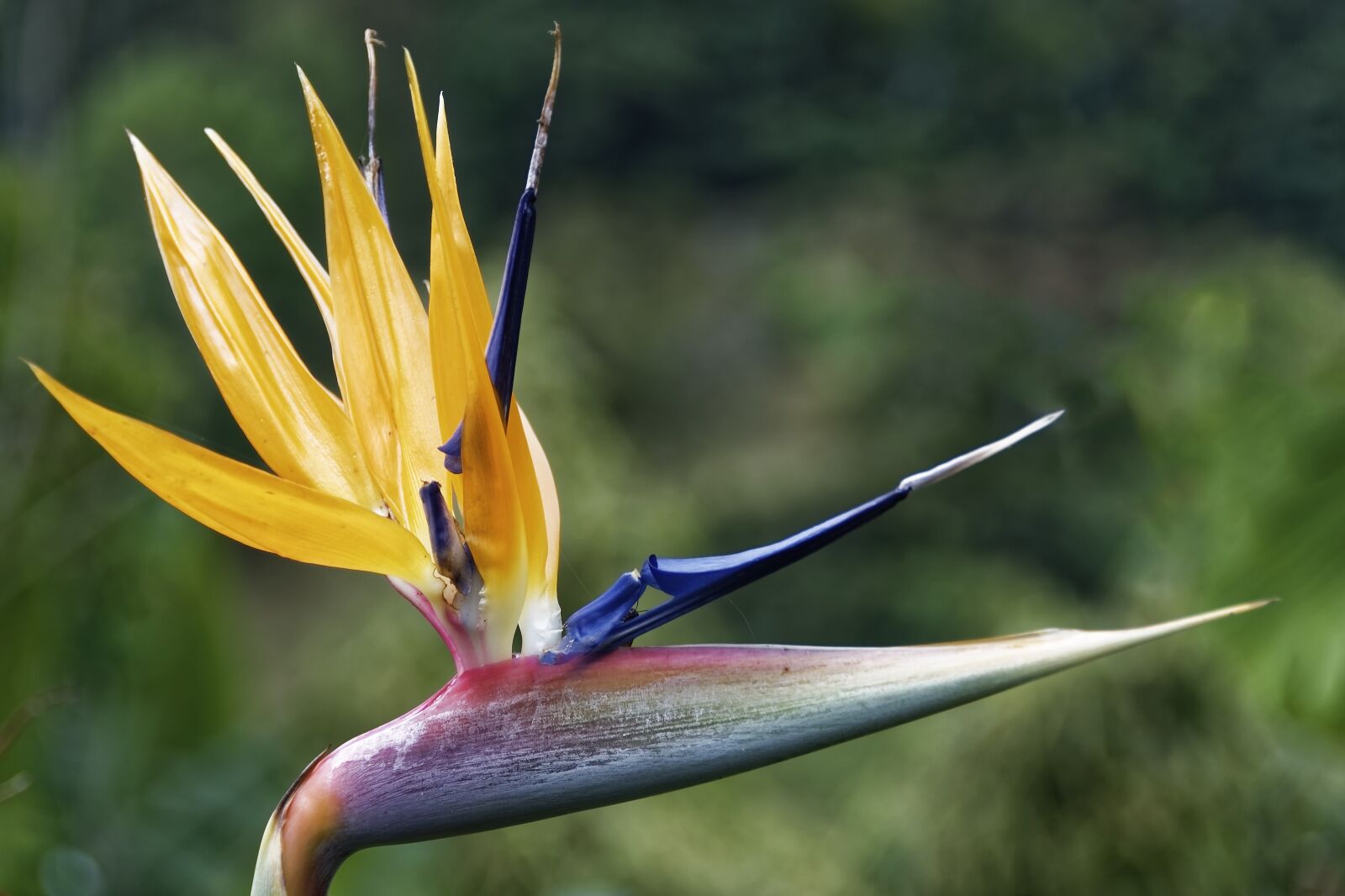 Nikon D500 sample photo. Colombia, tropical plant, flower photography