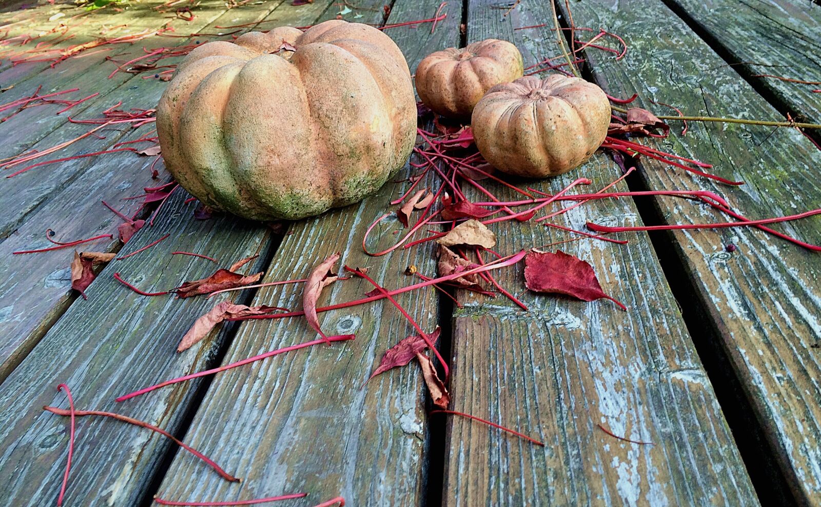iPhone 5s back camera 4.15mm f/2.2 sample photo. Garden, terrace, pumpkin photography