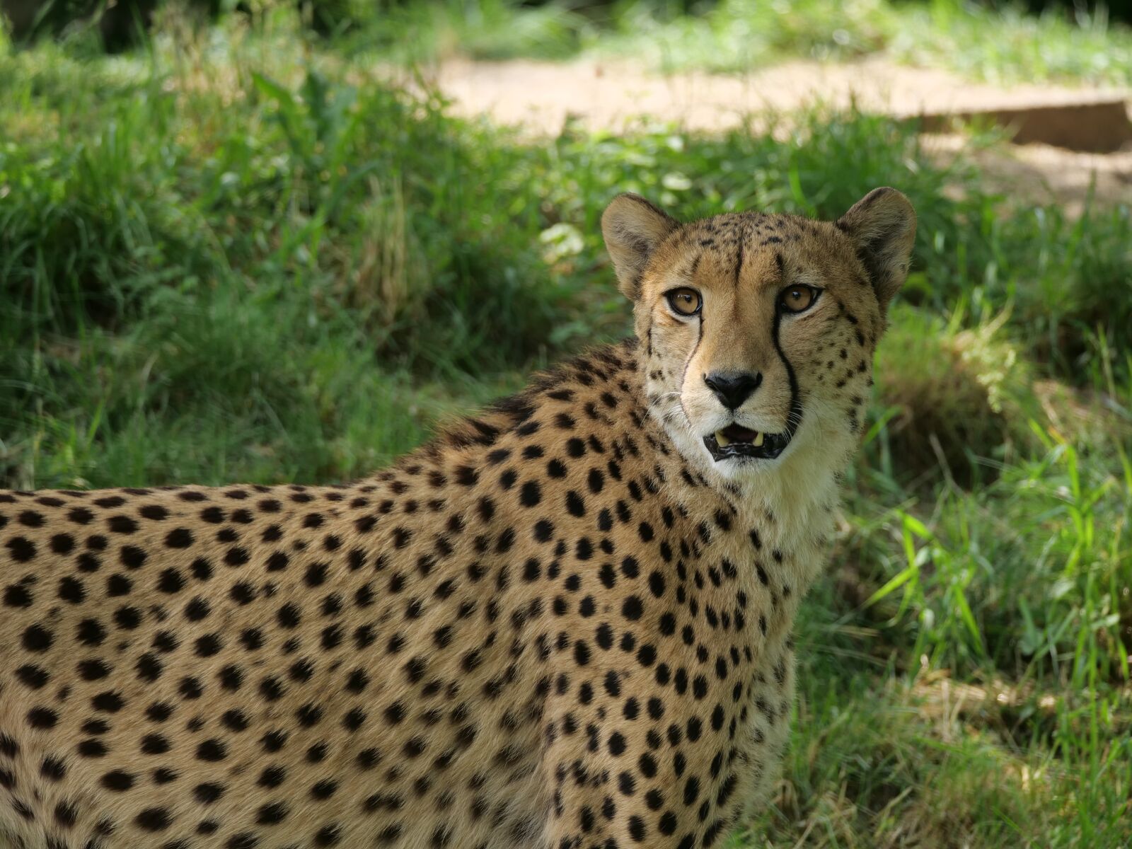 Panasonic Lumix DC-G9 sample photo. Cheetah, mammel, nature photography
