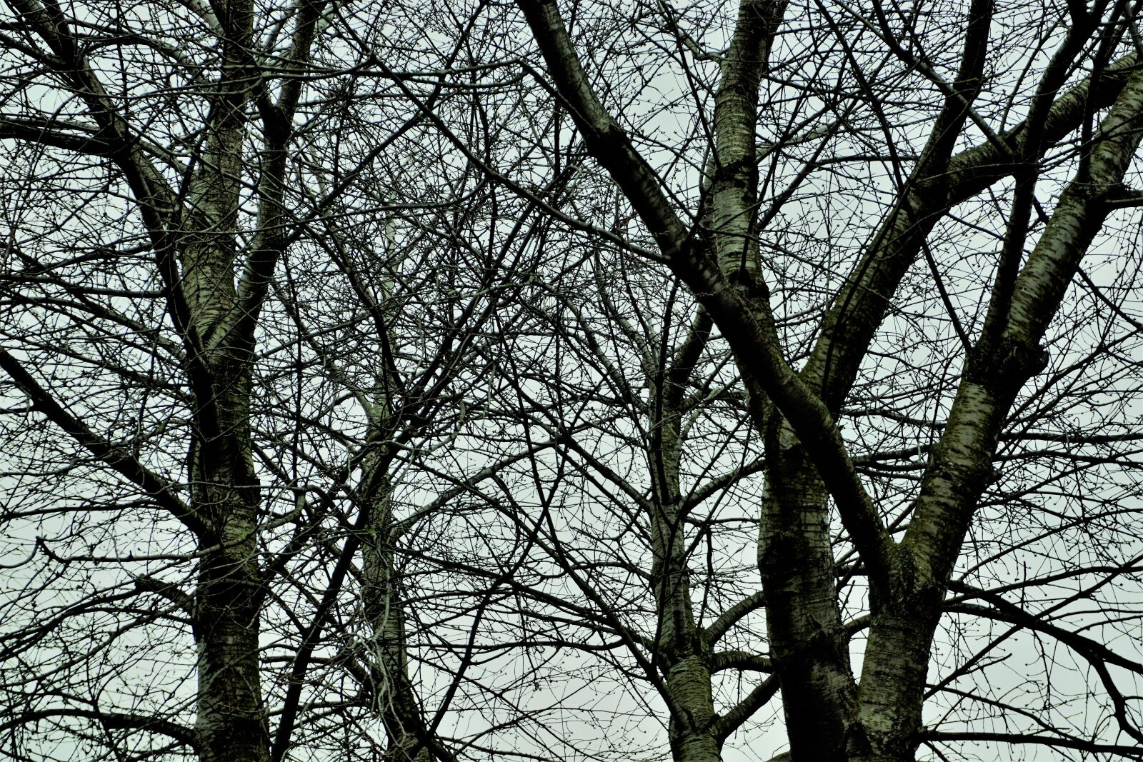 Sony a6000 sample photo. Tree, wood, branch photography