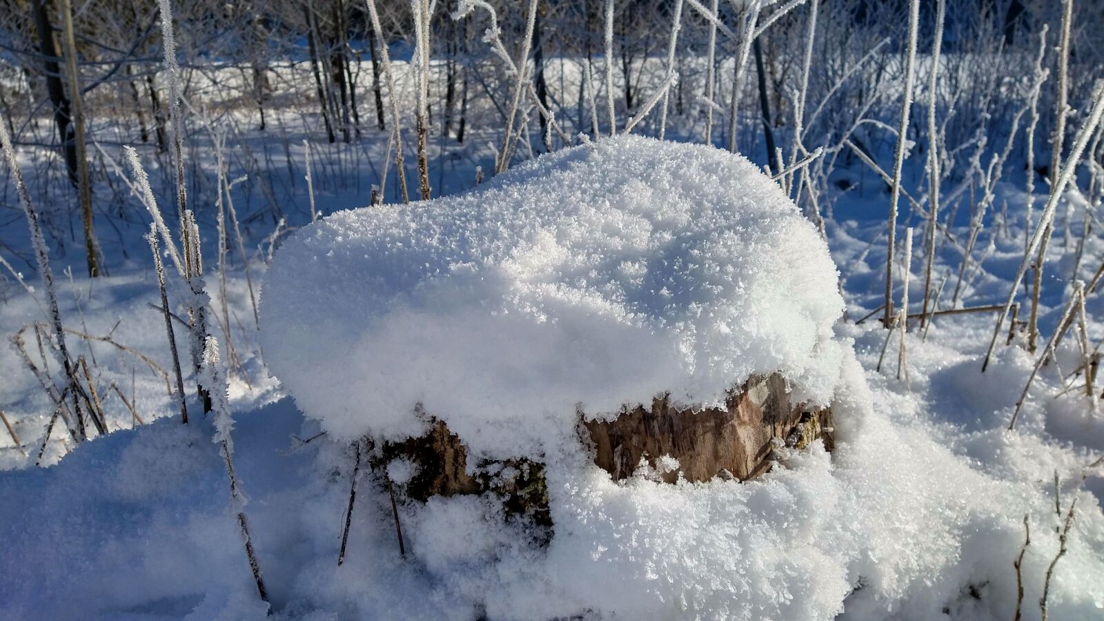 Motorola moto g(8) plus sample photo. Snow, tree, winter photography