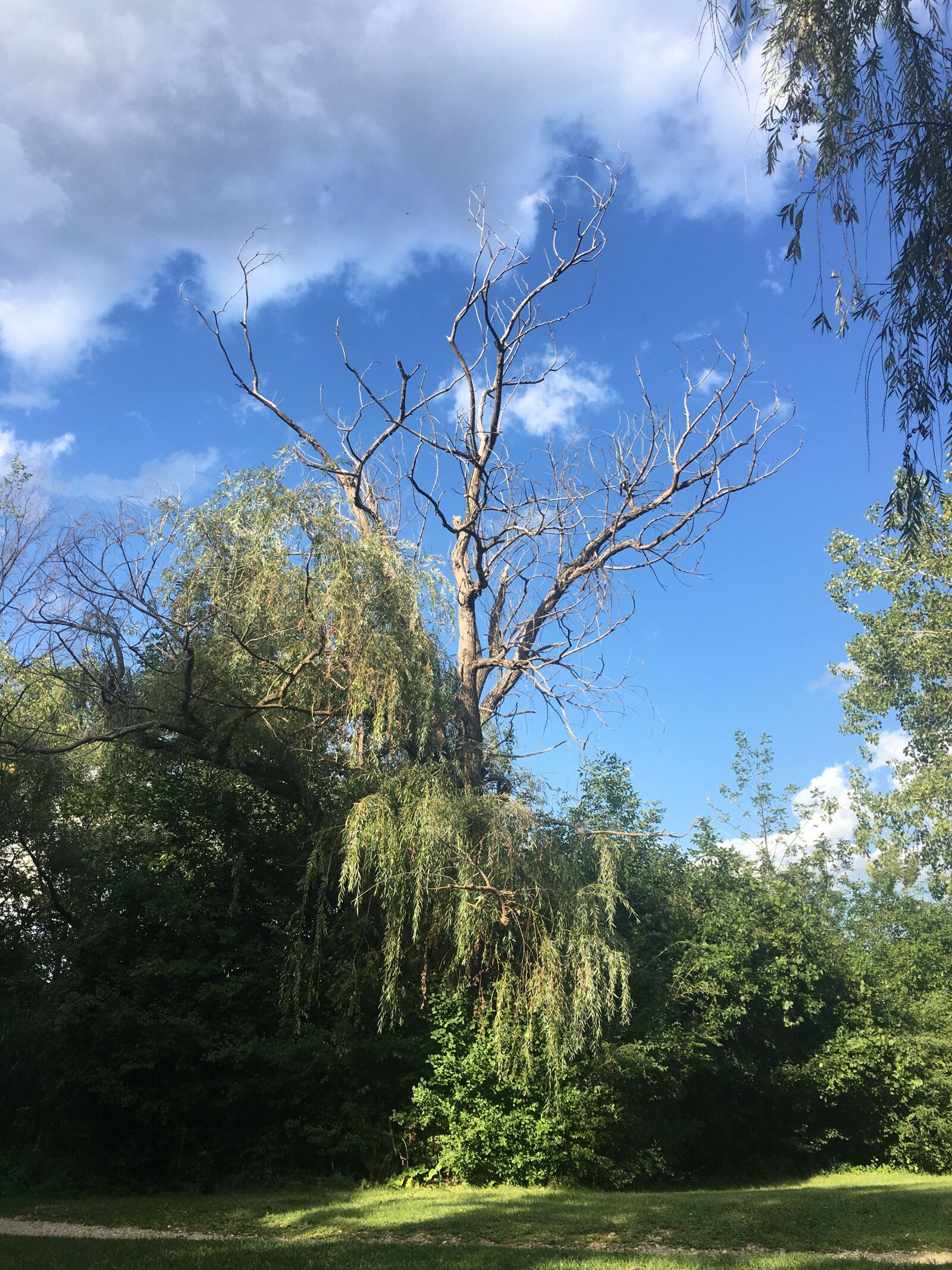 iPhone 6s Plus back camera 4.15mm f/2.2 sample photo. Willow tree, tree, landscape photography