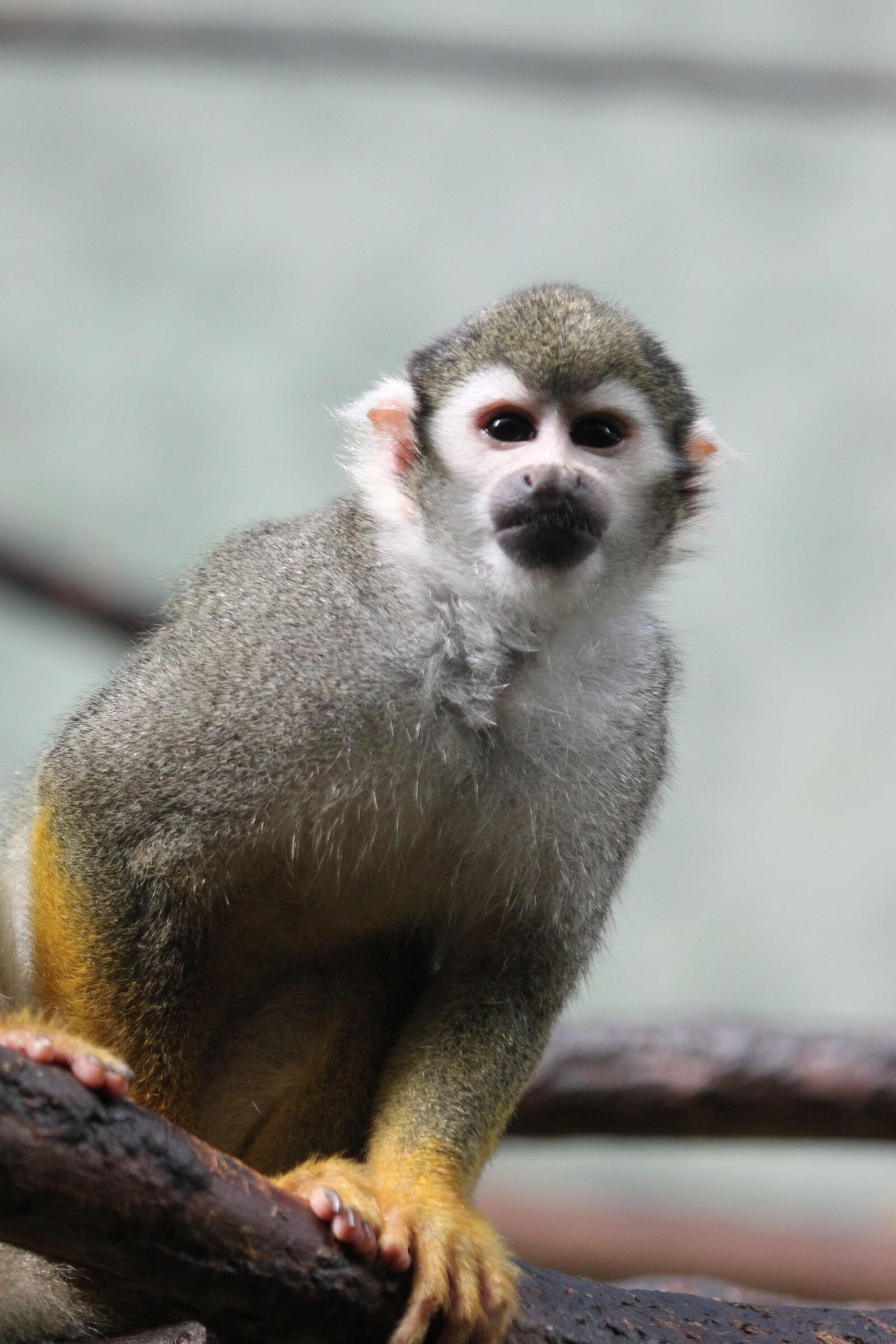 Canon EOS 500D (EOS Rebel T1i / EOS Kiss X3) sample photo. Monkey, head, animal photography