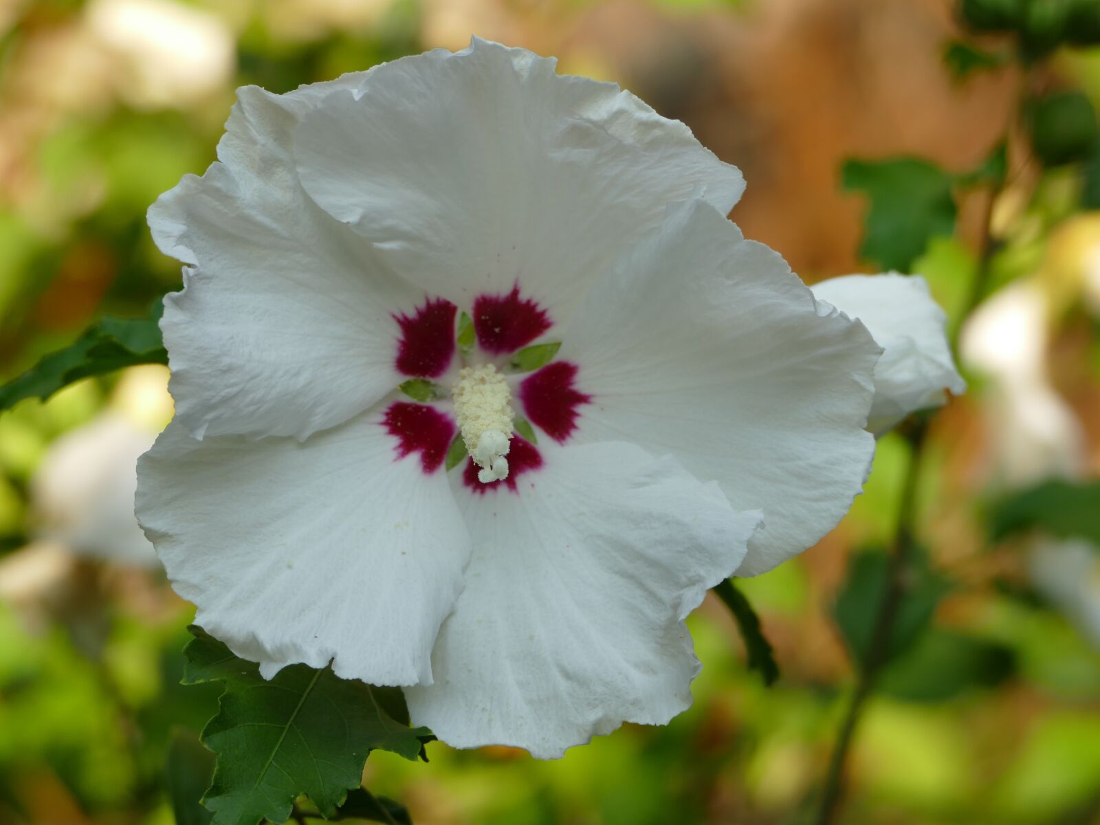 Panasonic Lumix DMC-FZ1000 sample photo. Hibiscus, white, close up photography