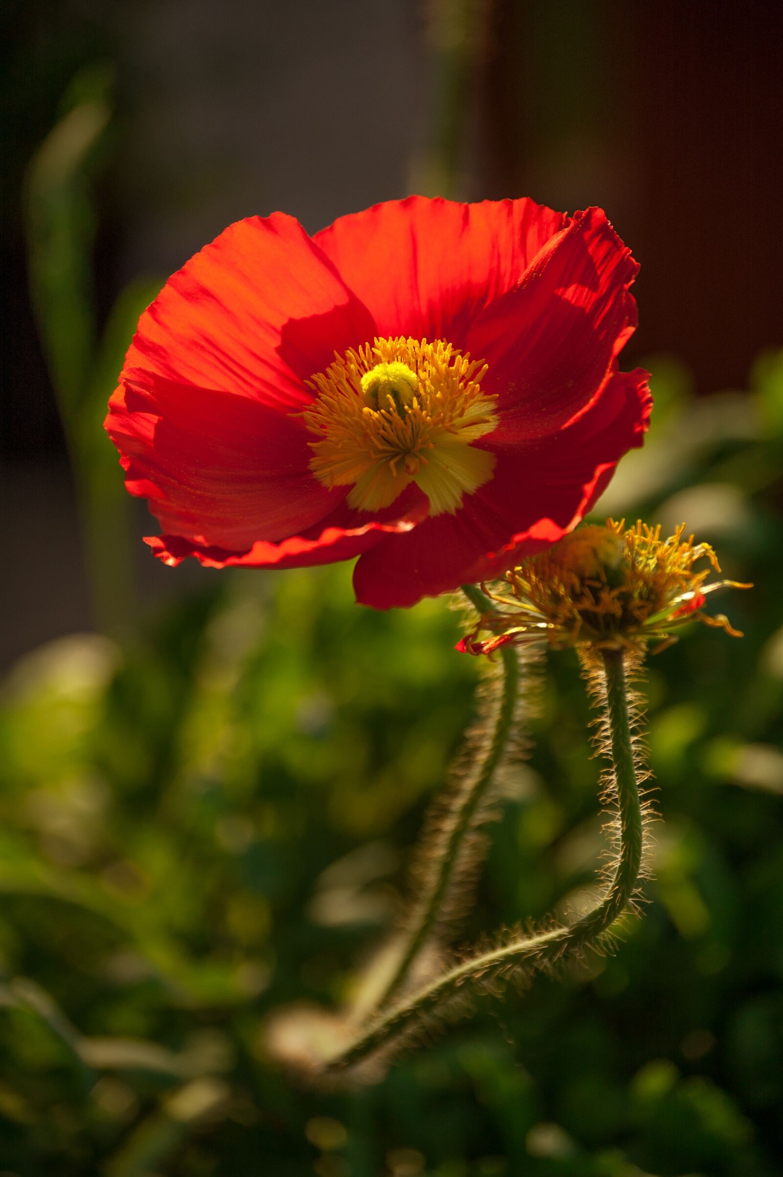 Nikon D70 sample photo. Poppy, flower, red photography