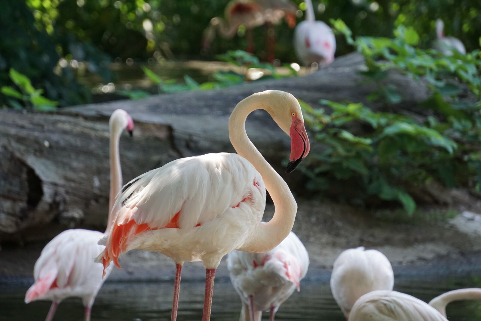 Sony E 55-210mm F4.5-6.3 OSS sample photo. Flamingo, flamingos, nature photography