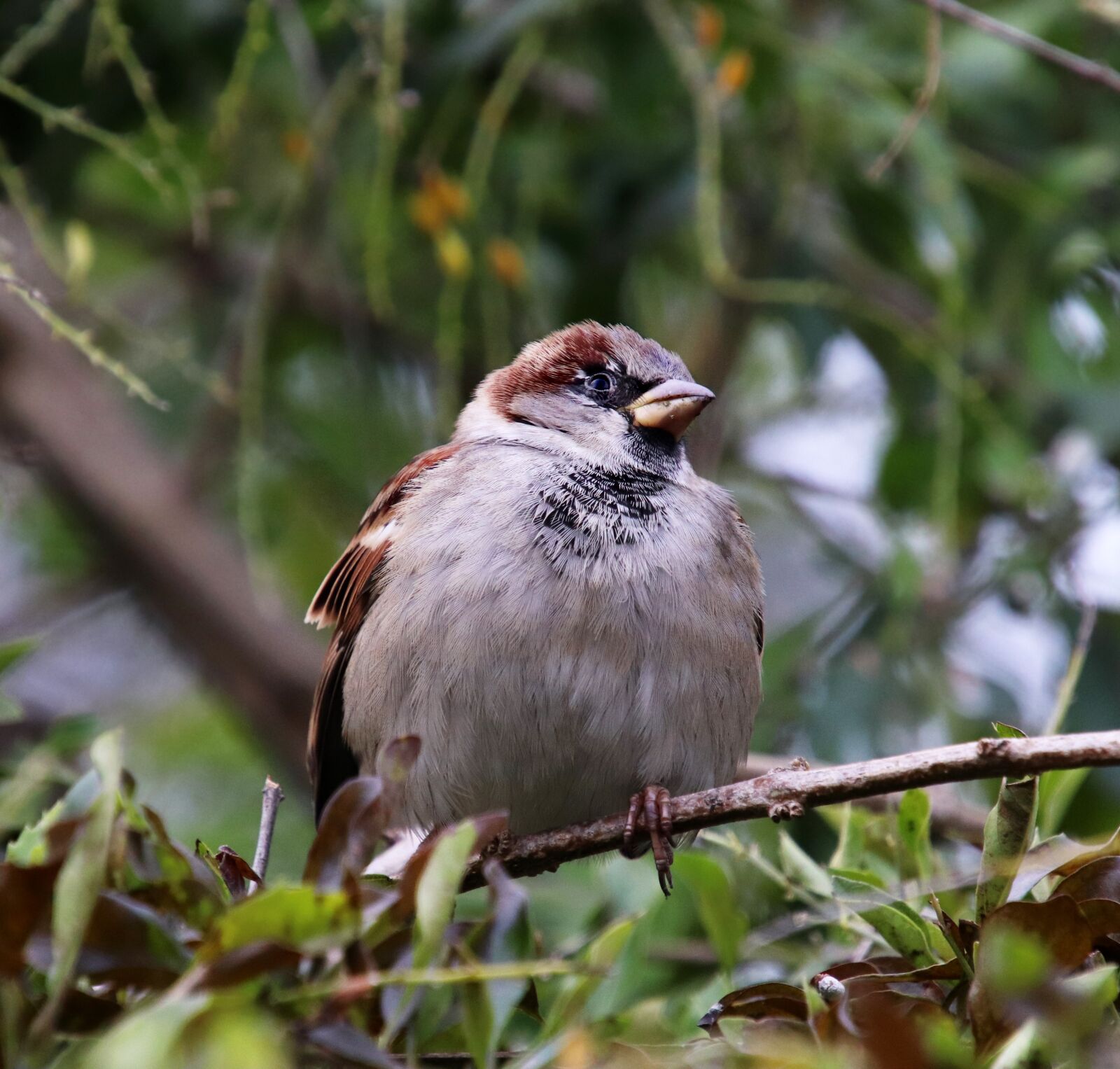 Canon EOS 800D (EOS Rebel T7i / EOS Kiss X9i) sample photo. Bird, sparrow, wildlife photography