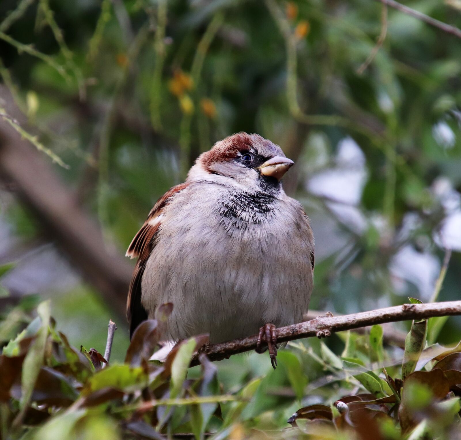 Canon EOS 800D (EOS Rebel T7i / EOS Kiss X9i) + Tamron 18-400mm F3.5-6.3 Di II VC HLD sample photo. Bird, sparrow, wildlife photography