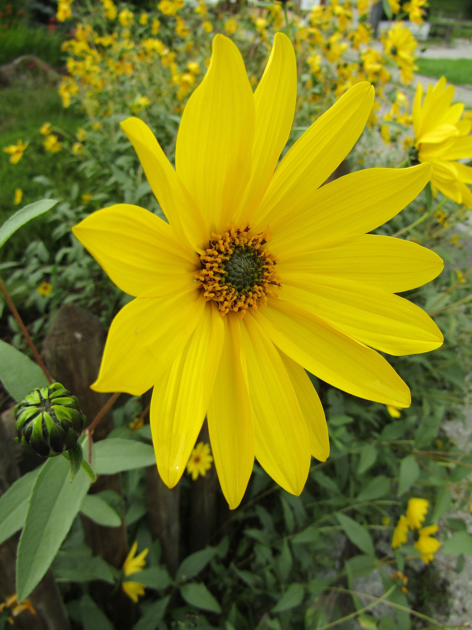Canon POWERSHOT SX432 IS sample photo. Sunflower, small, leaves photography