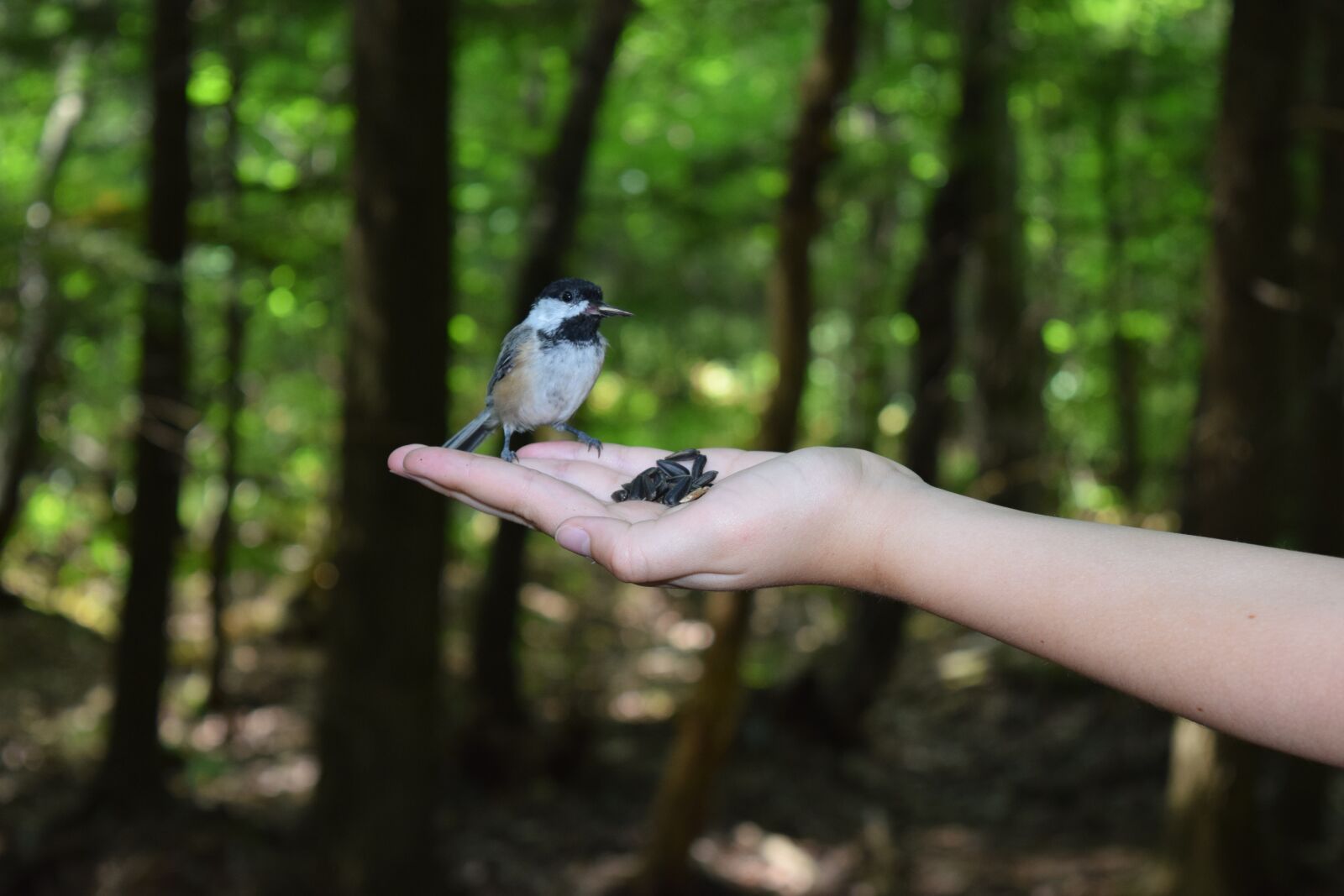 Nikon D3300 sample photo. Tit, bird, hands photography