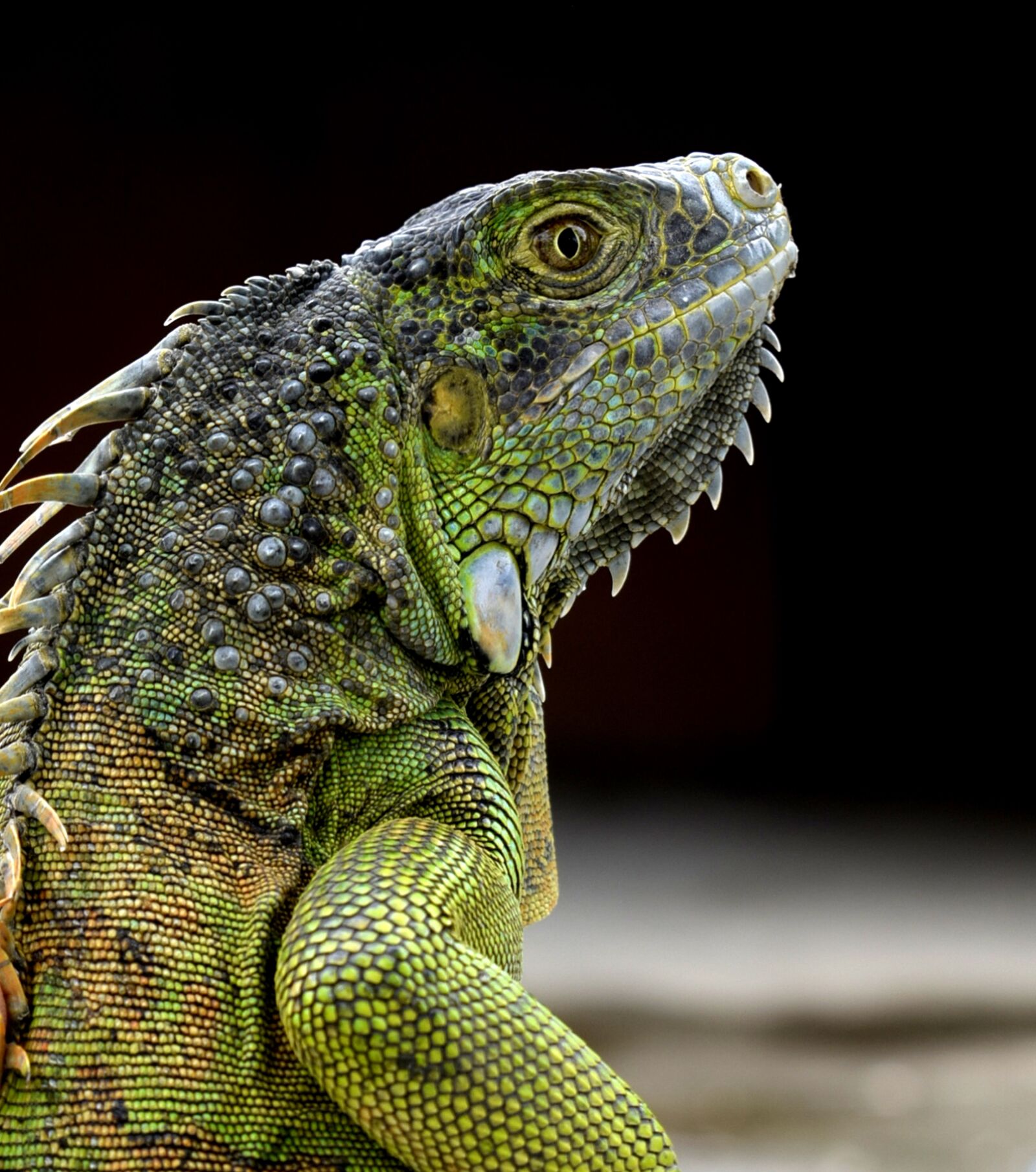 Nikon D5300 sample photo. Iguana, green iguana, reptile photography