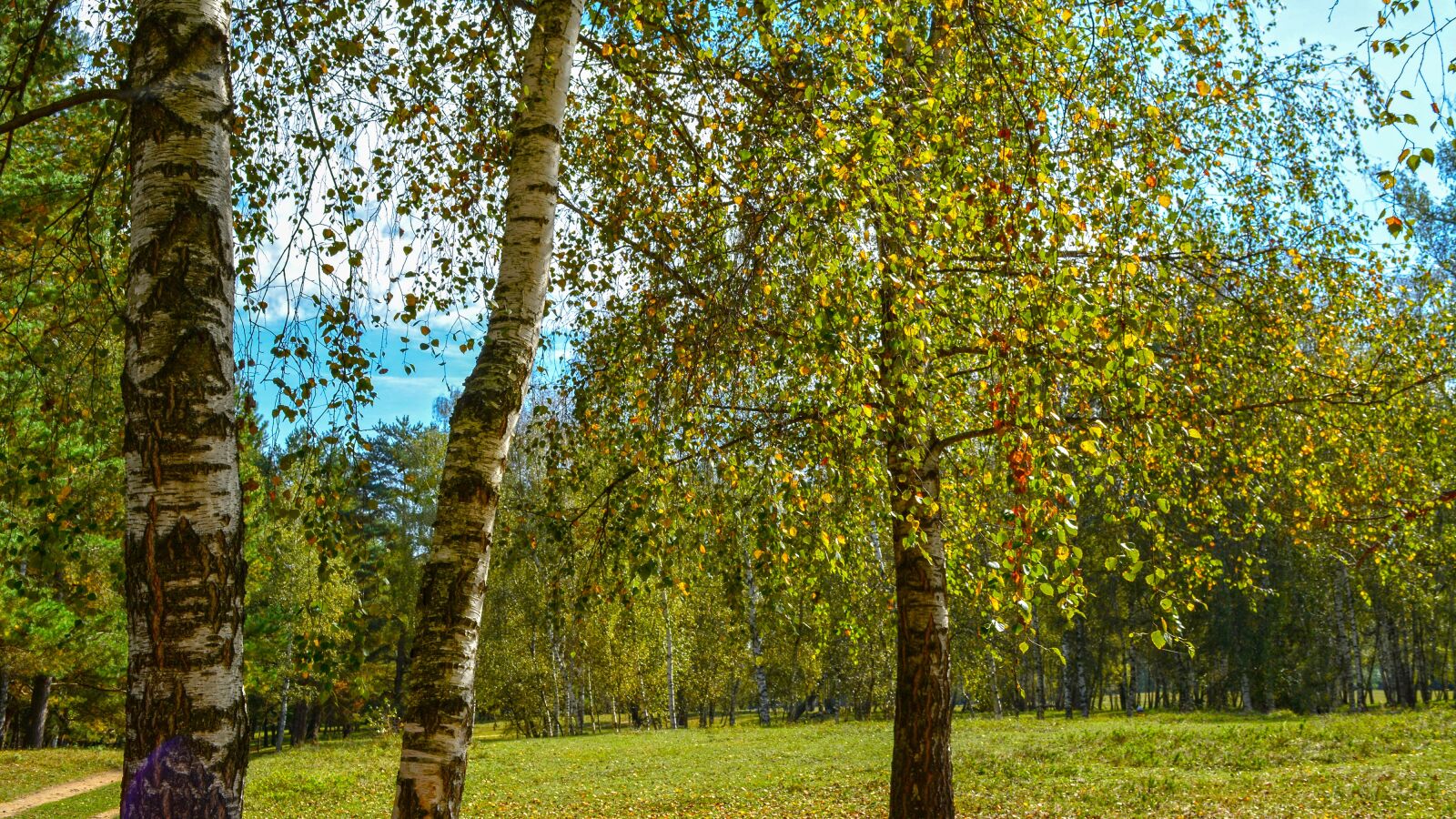 Nikon D5200 sample photo. Nature, forest, autumn photography