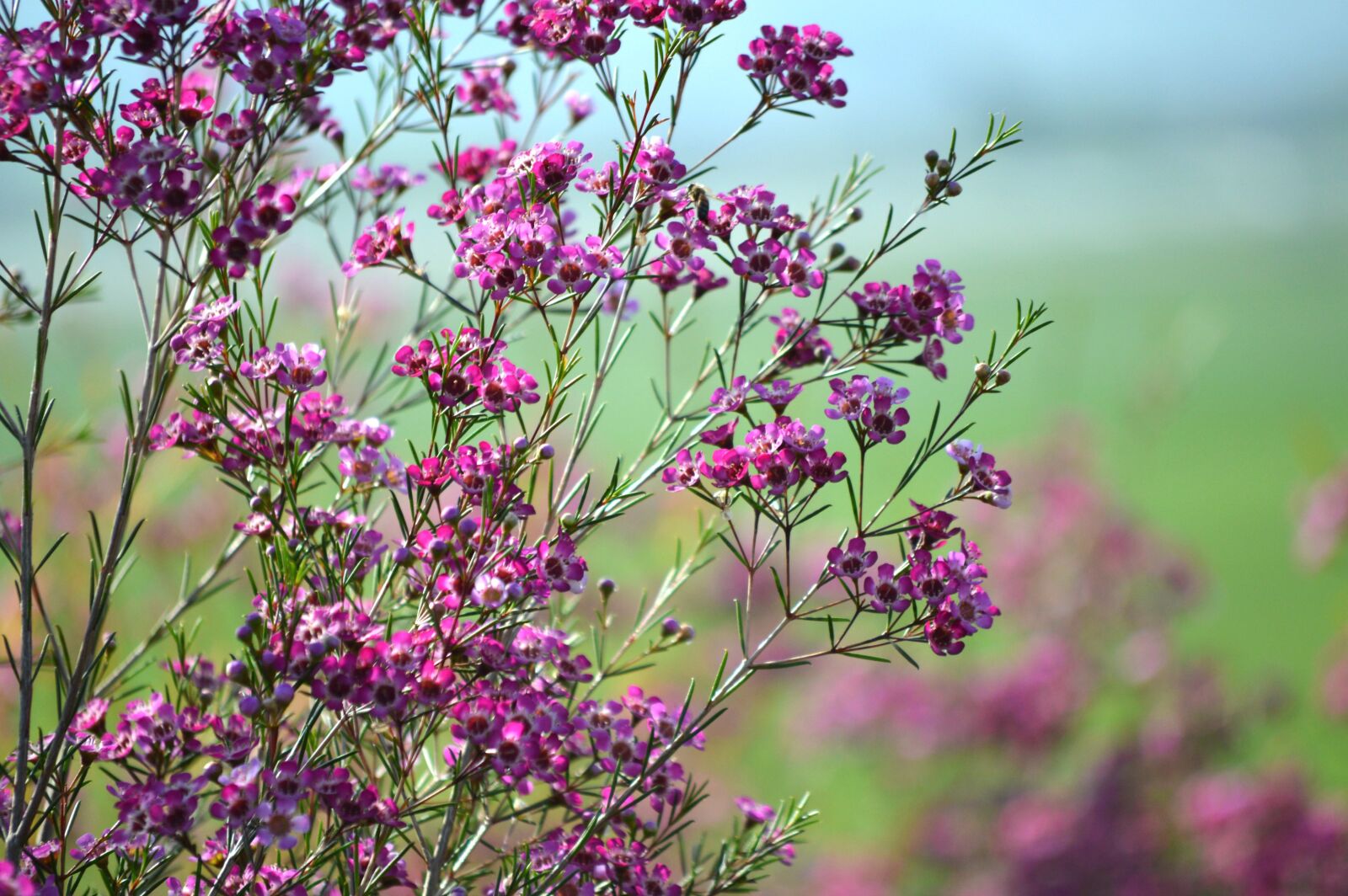 Nikon D3200 sample photo. New zealand tea tree photography