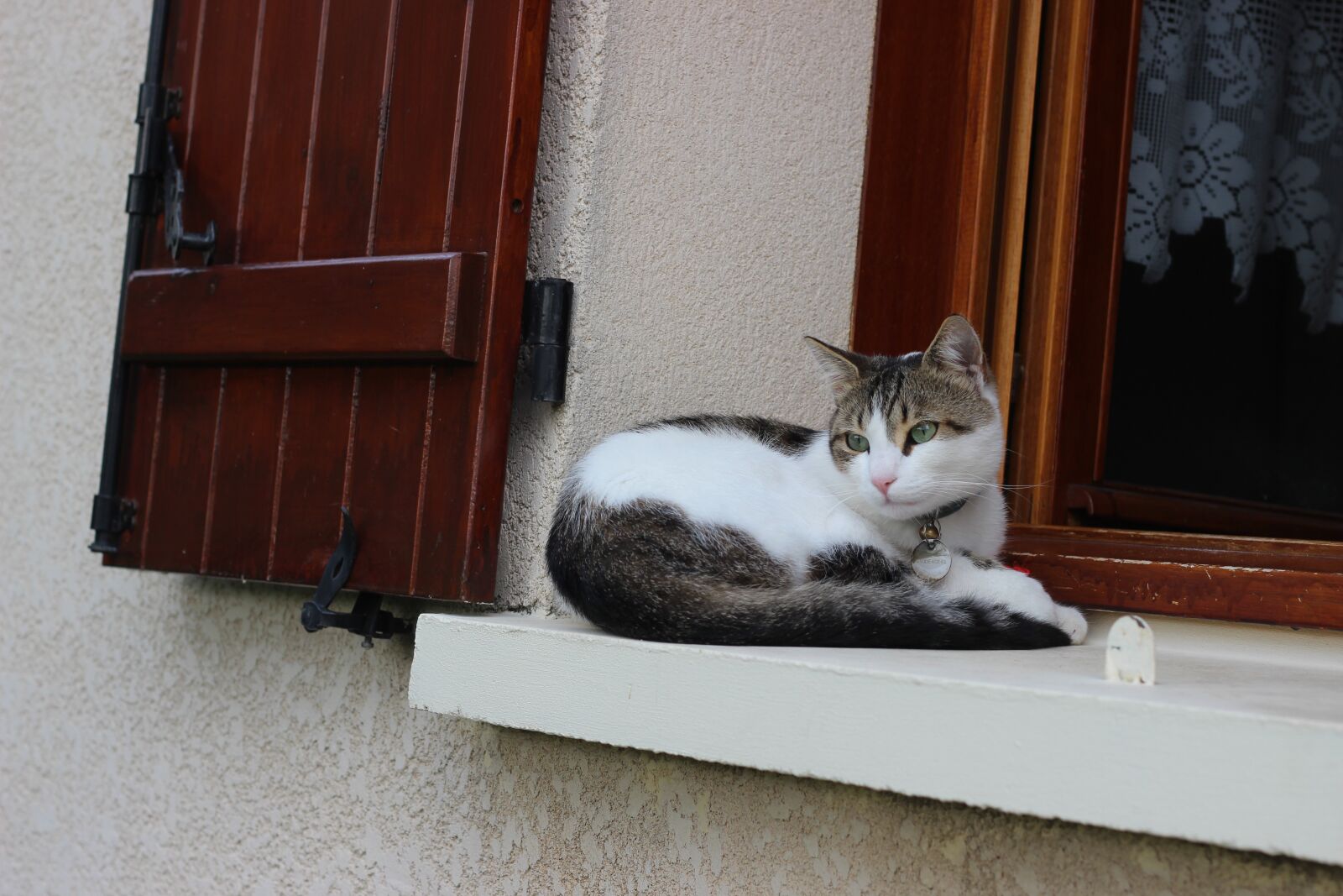 Canon EOS 600D (Rebel EOS T3i / EOS Kiss X5) + Canon EF 50mm F1.8 STM sample photo. Cat, kitty, kitten photography