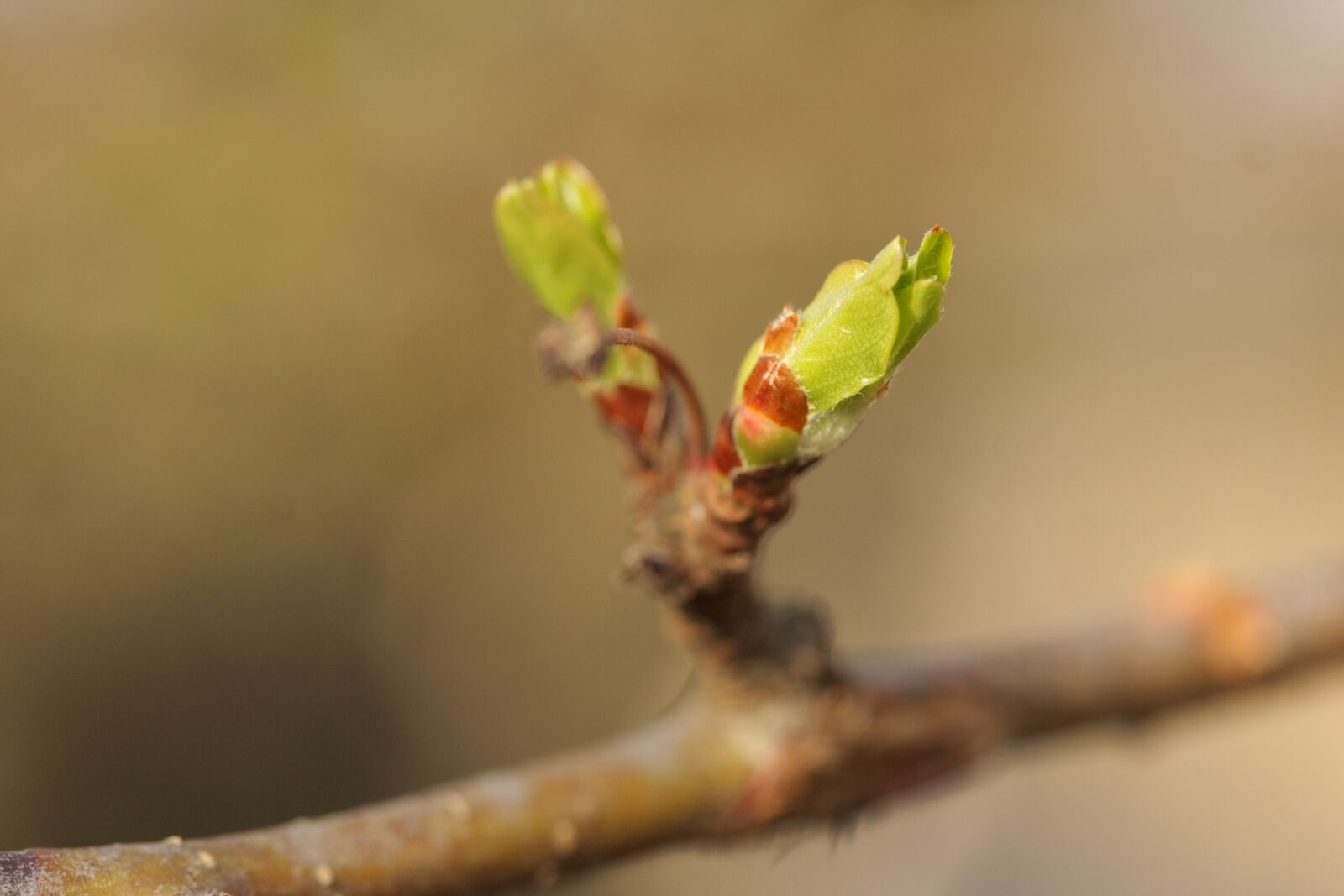 Canon EOS 40D sample photo. Leaf, nature, plant photography