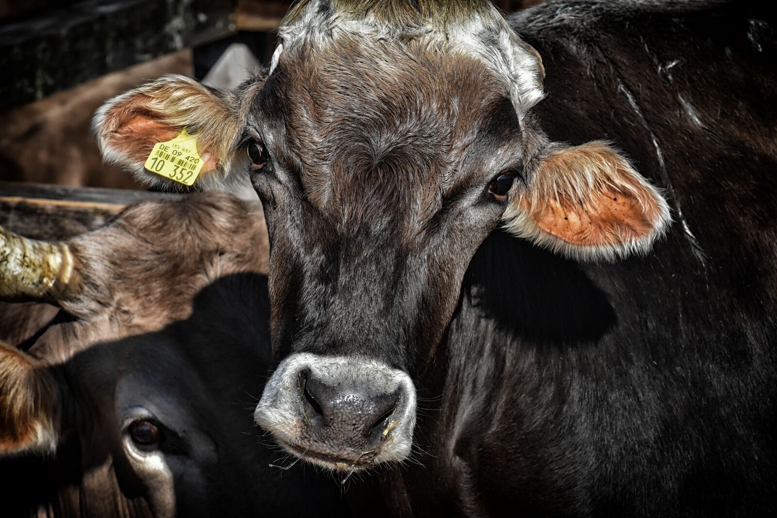 Nikon D7200 sample photo. Cow, beef, snout photography