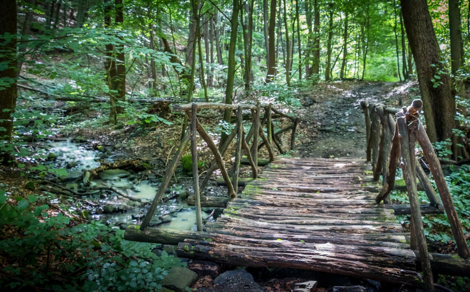 Canon EOS 70D sample photo. Forest, in the woods photography